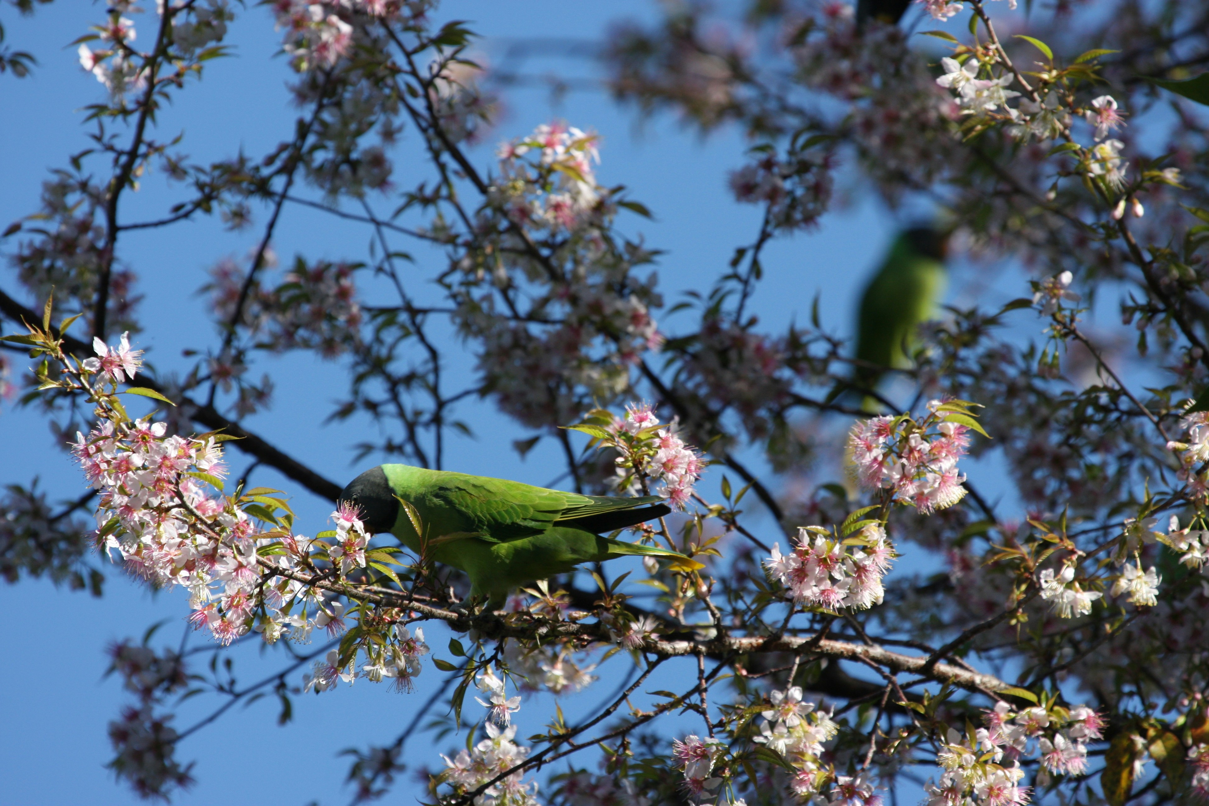 Photo by suyashbatra