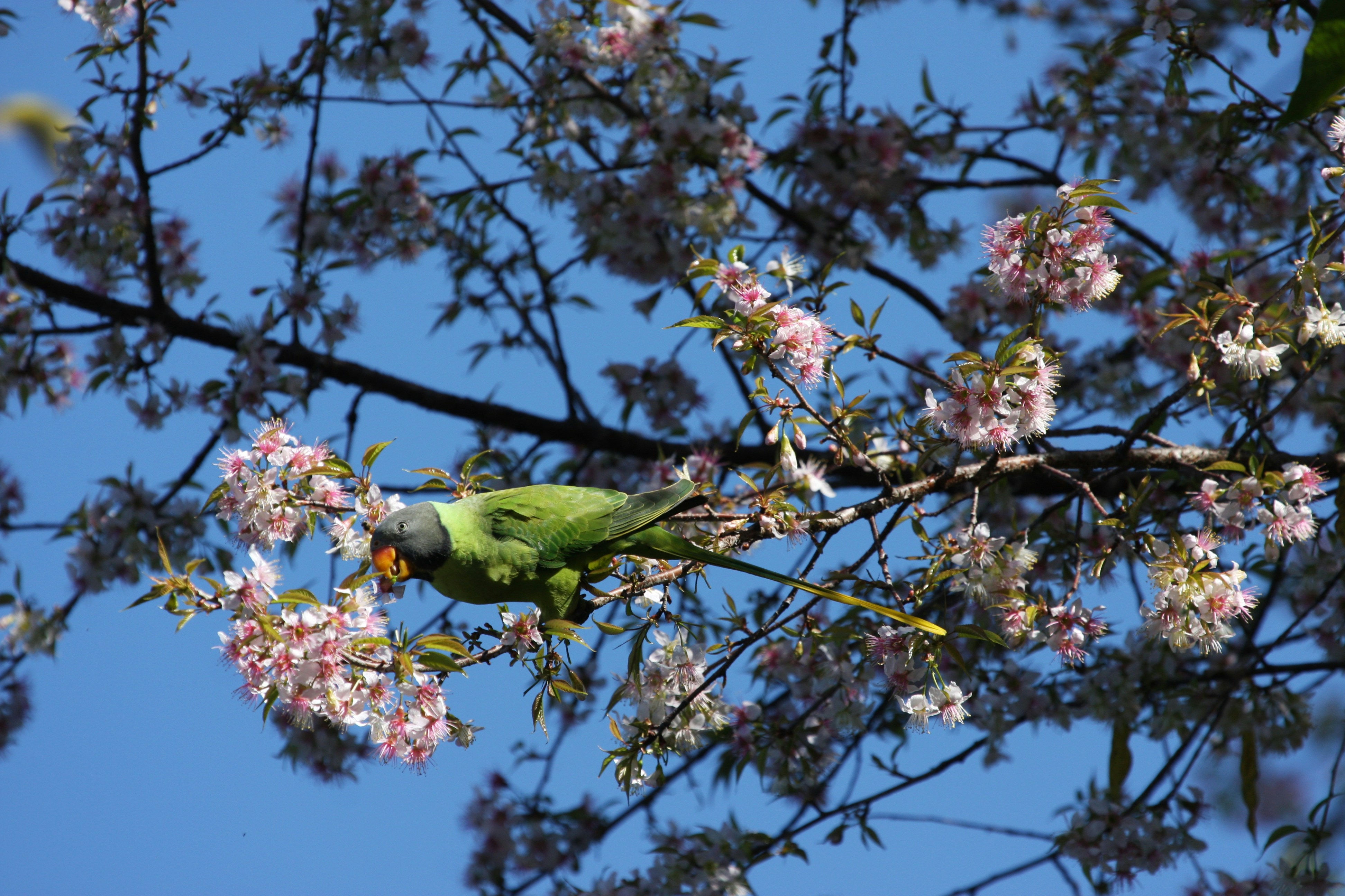 Photo by suyashbatra