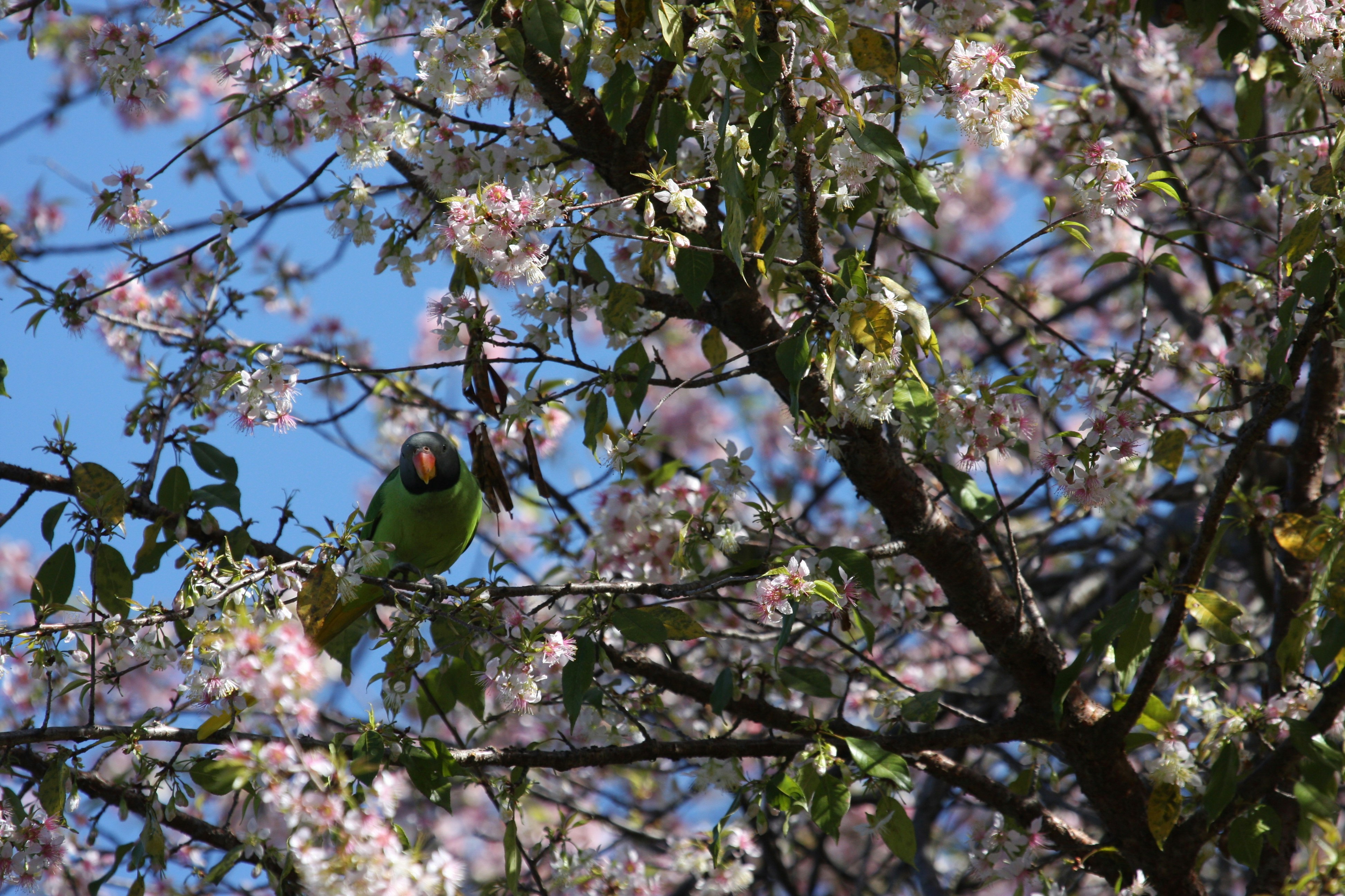 Photo by suyashbatra