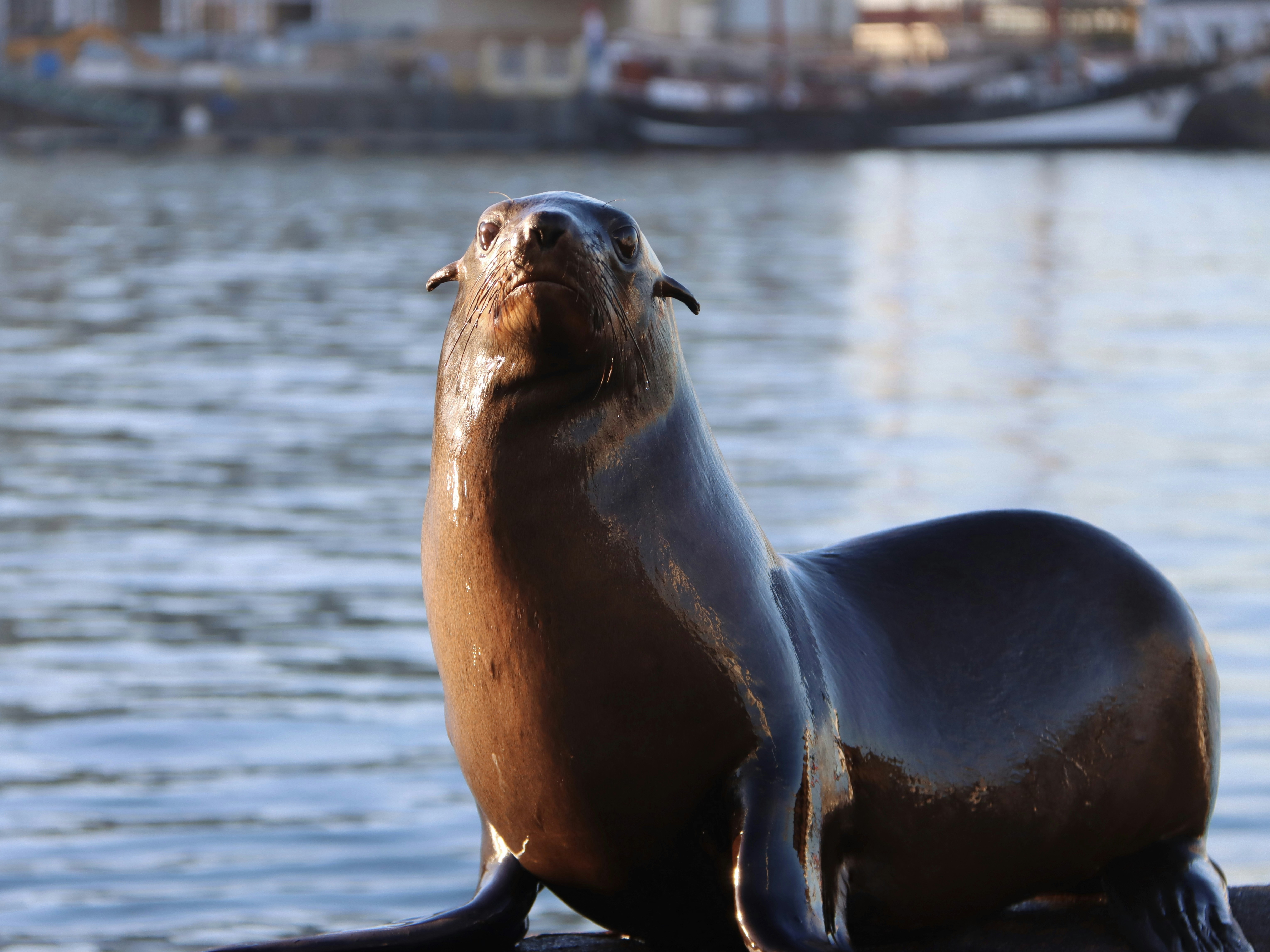 A sea lion poses on a dock by the water.