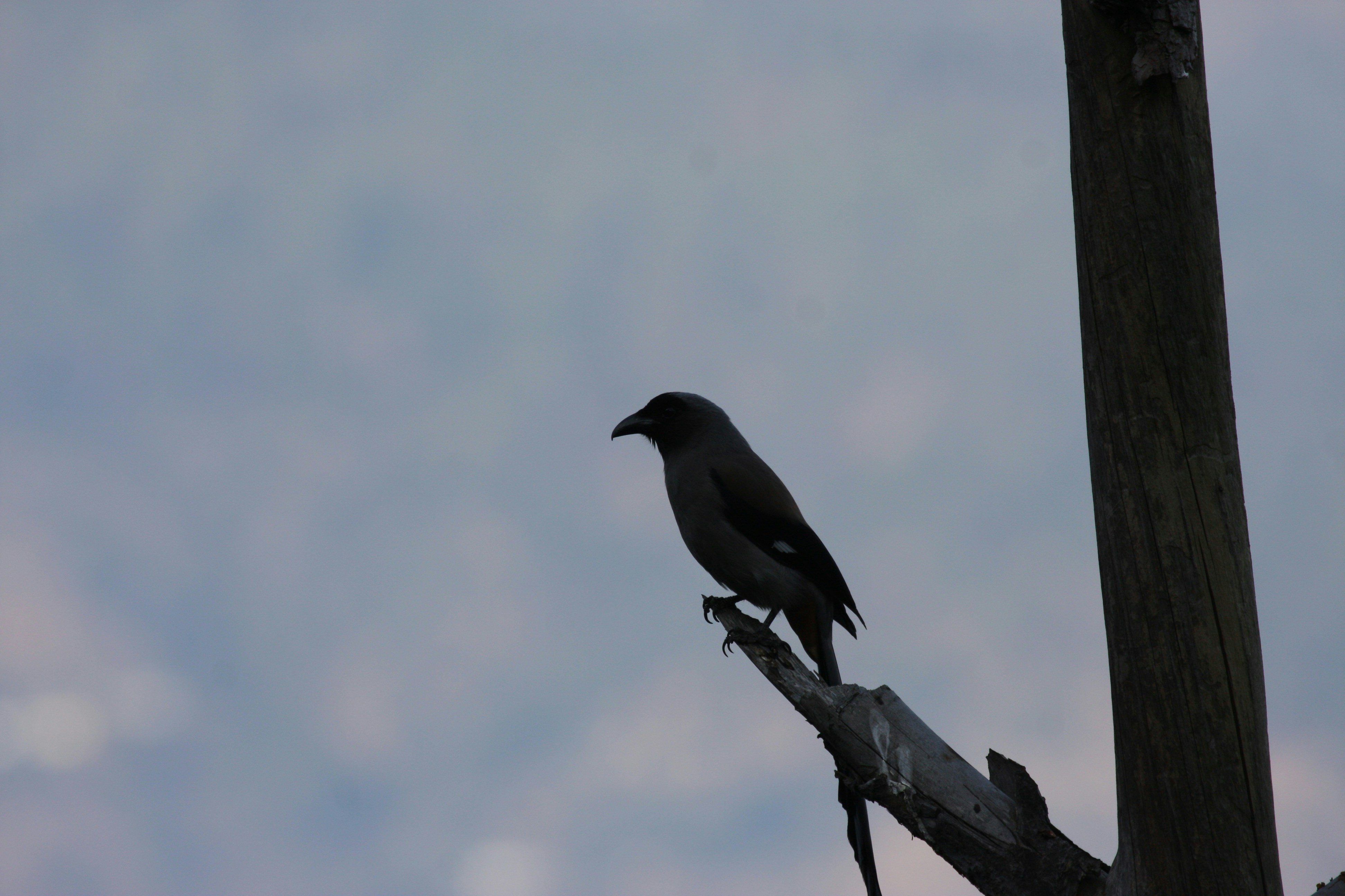 Photo by suyashbatra