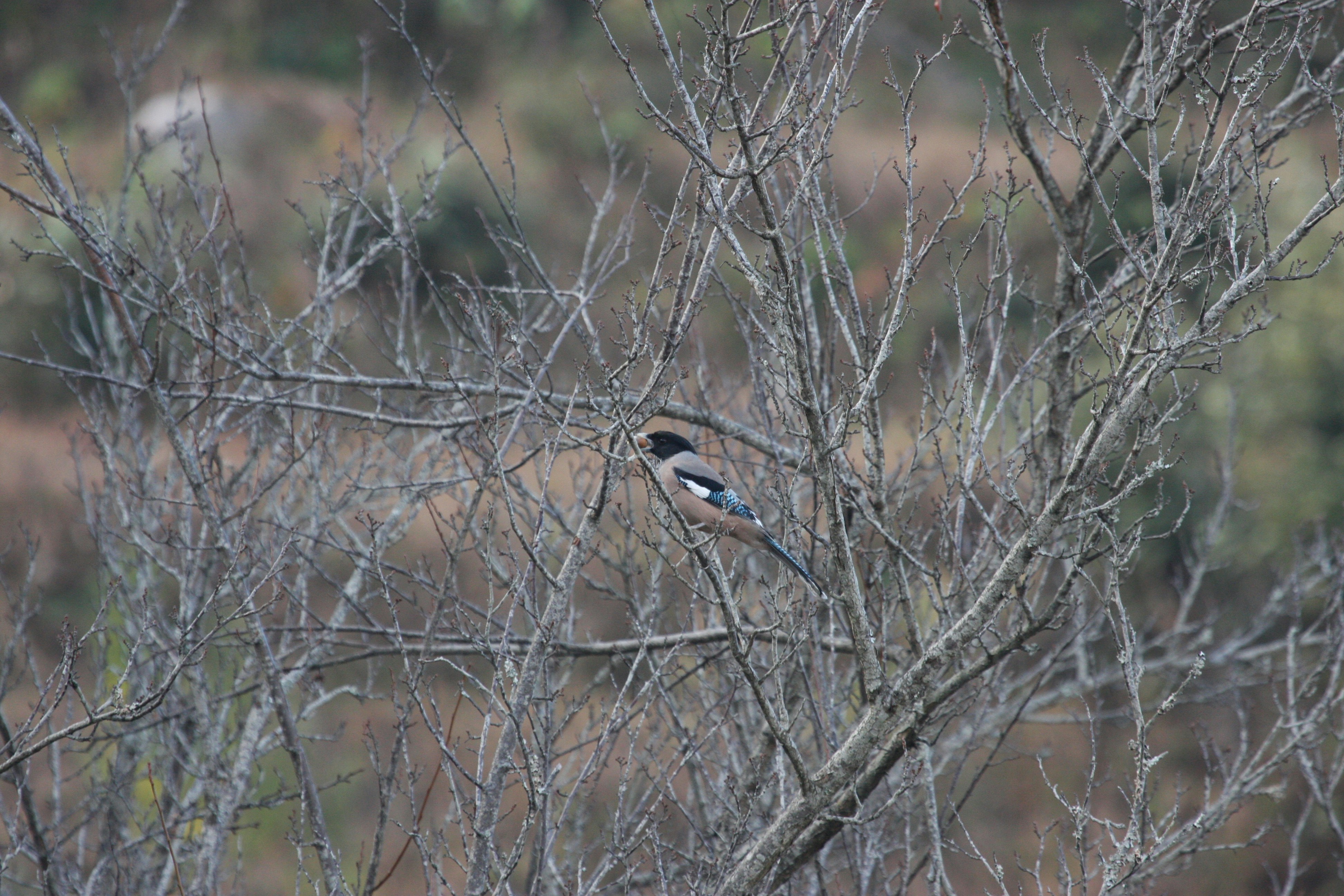 Photo by suyashbatra