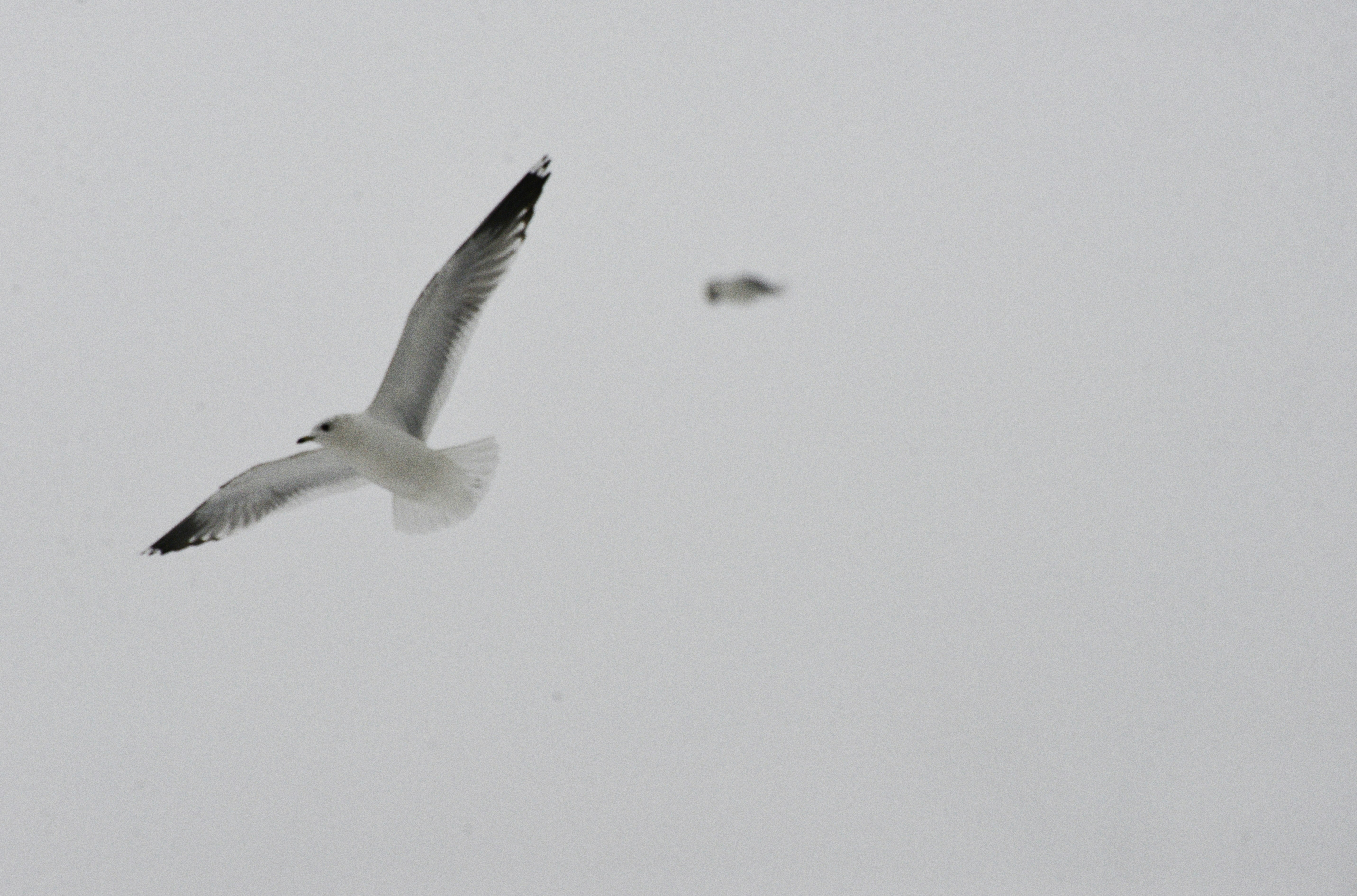 Noise-Cancelling Headphones and Other Flight Essentials for Dubai Long-Haul Trips