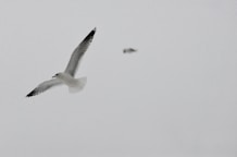 A seagull flying in a cloudy sky
