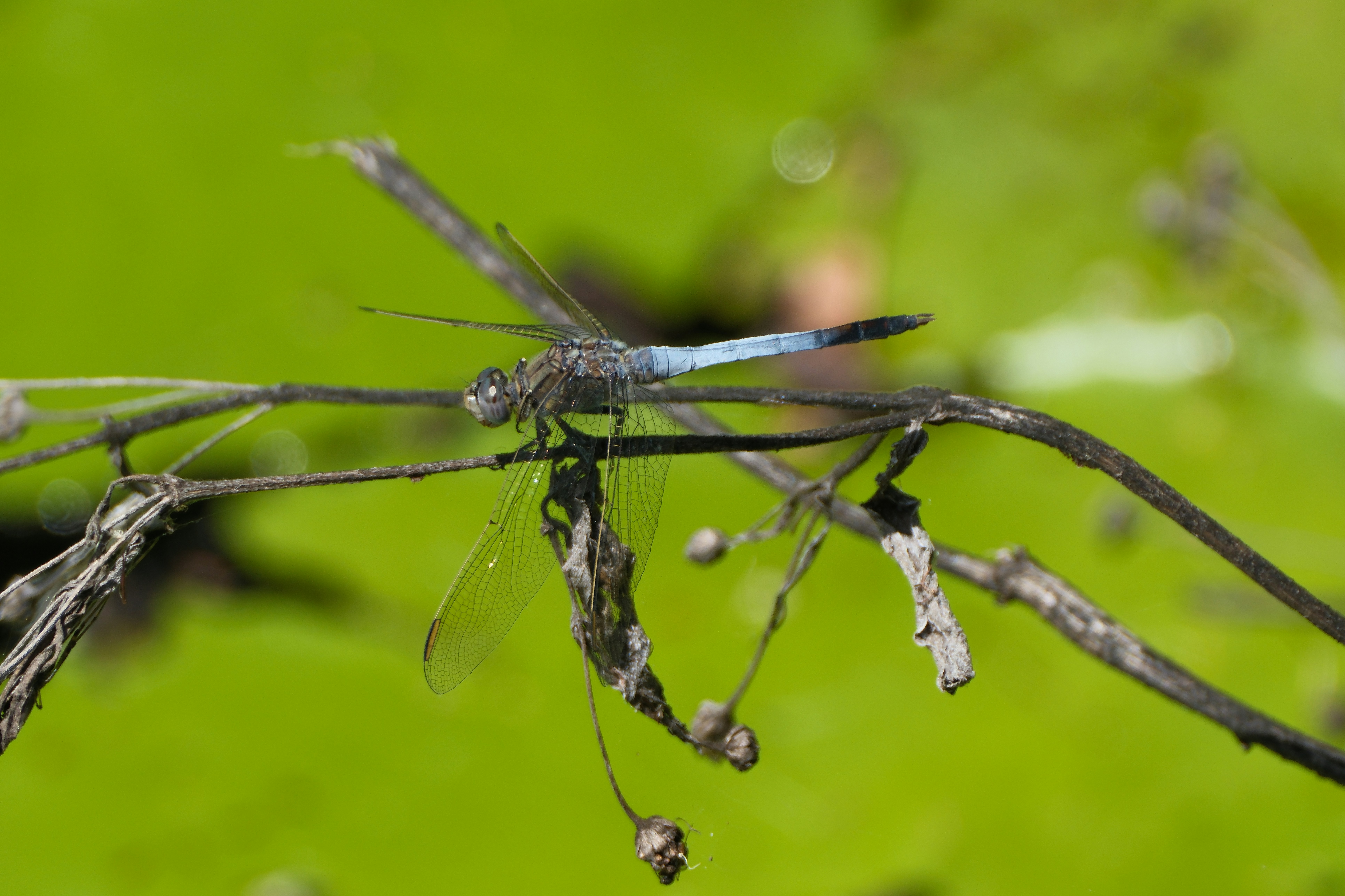 A blue dragonfly rests on a twig.