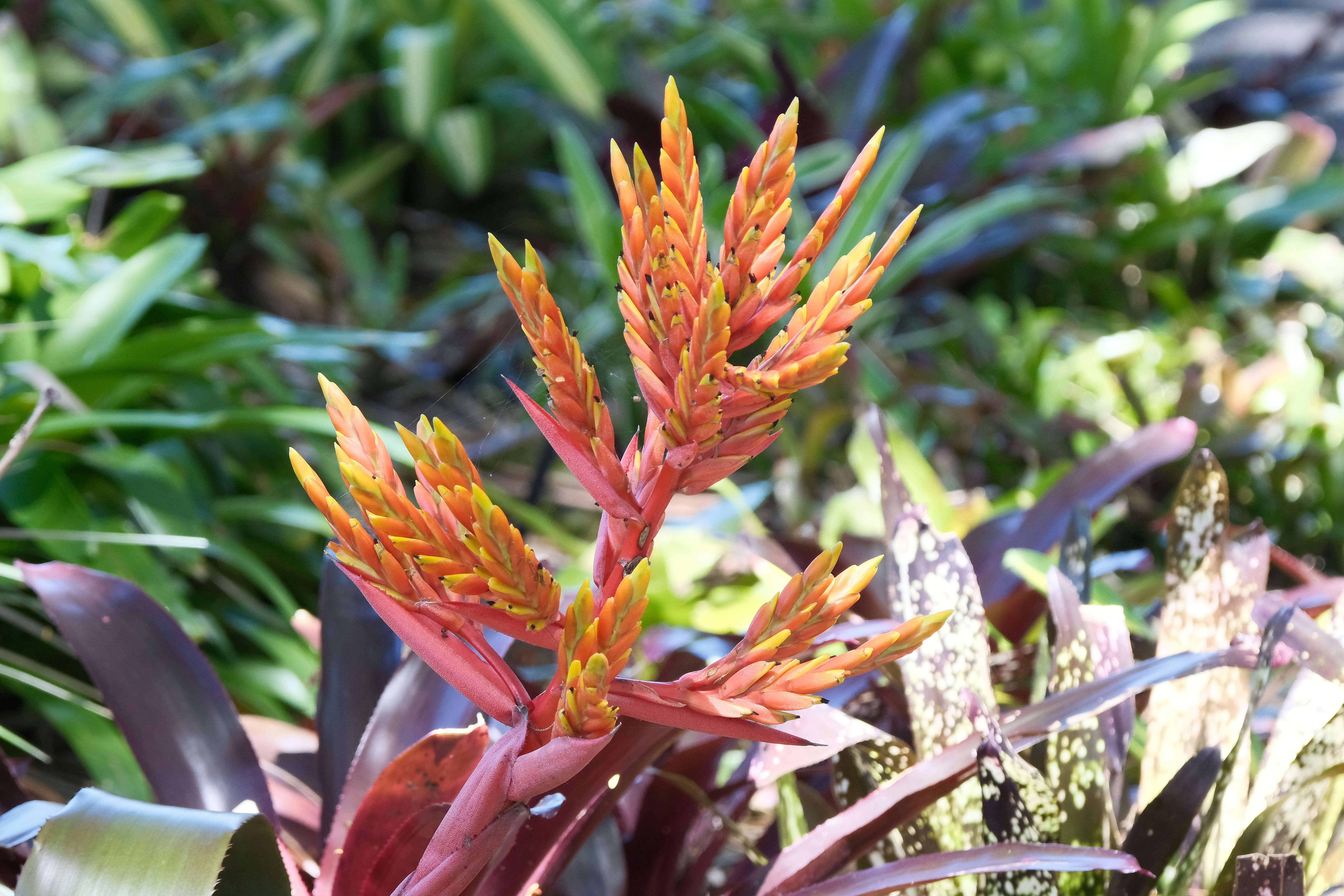Orange flower stalk of a bromeliad plant
