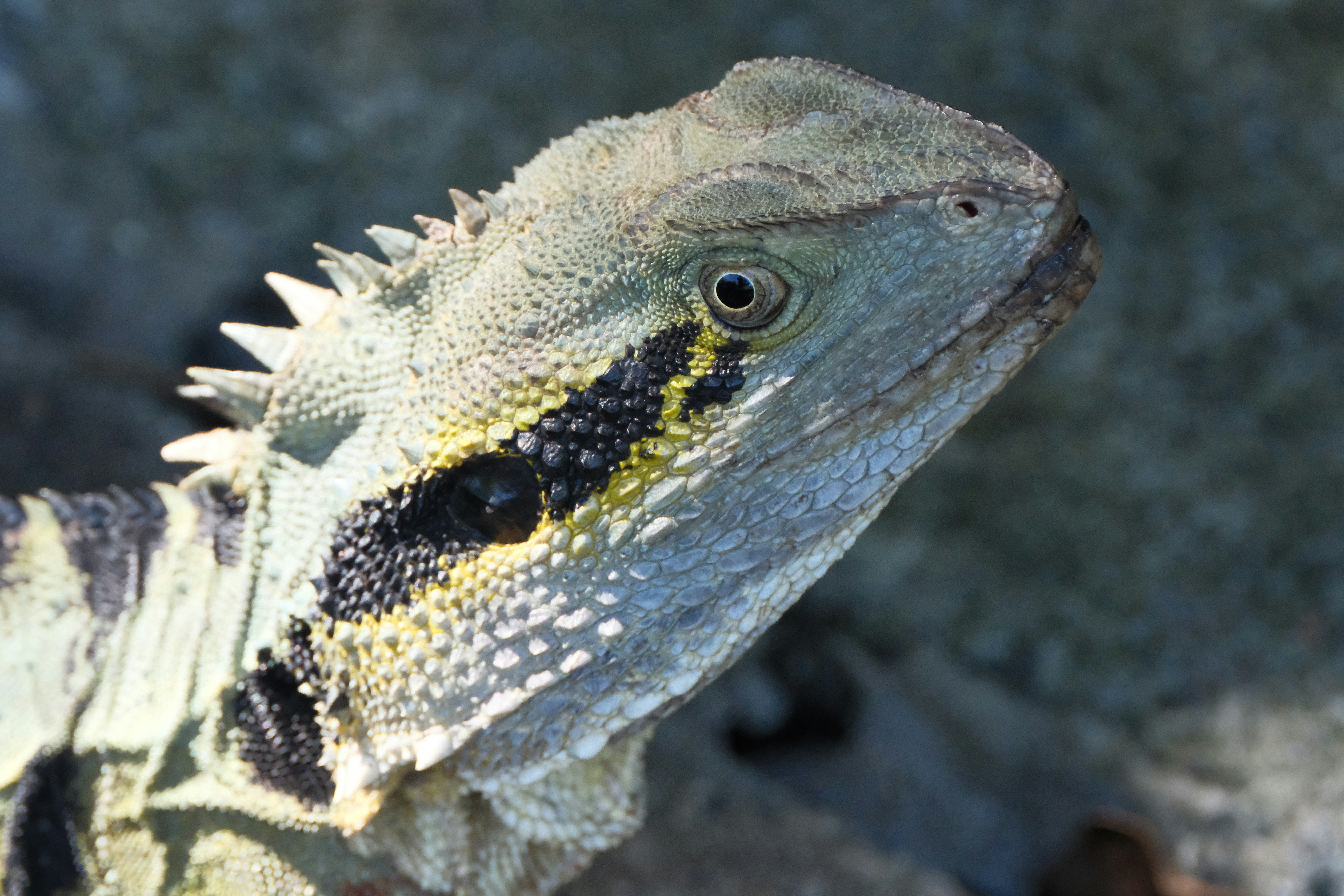Close up of a lizard's head with green scales.