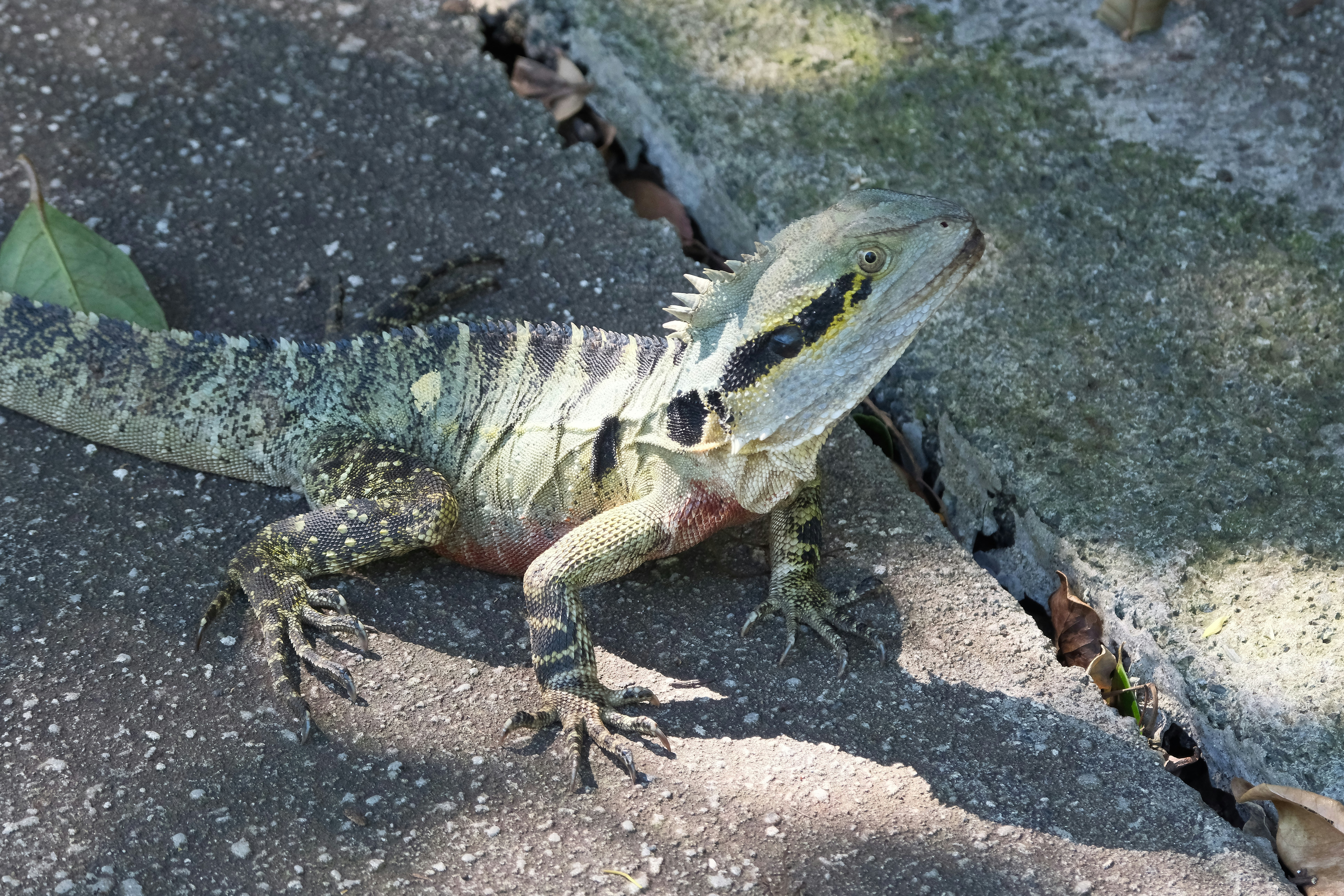 A lizard with green and black stripes rests on rocks.
