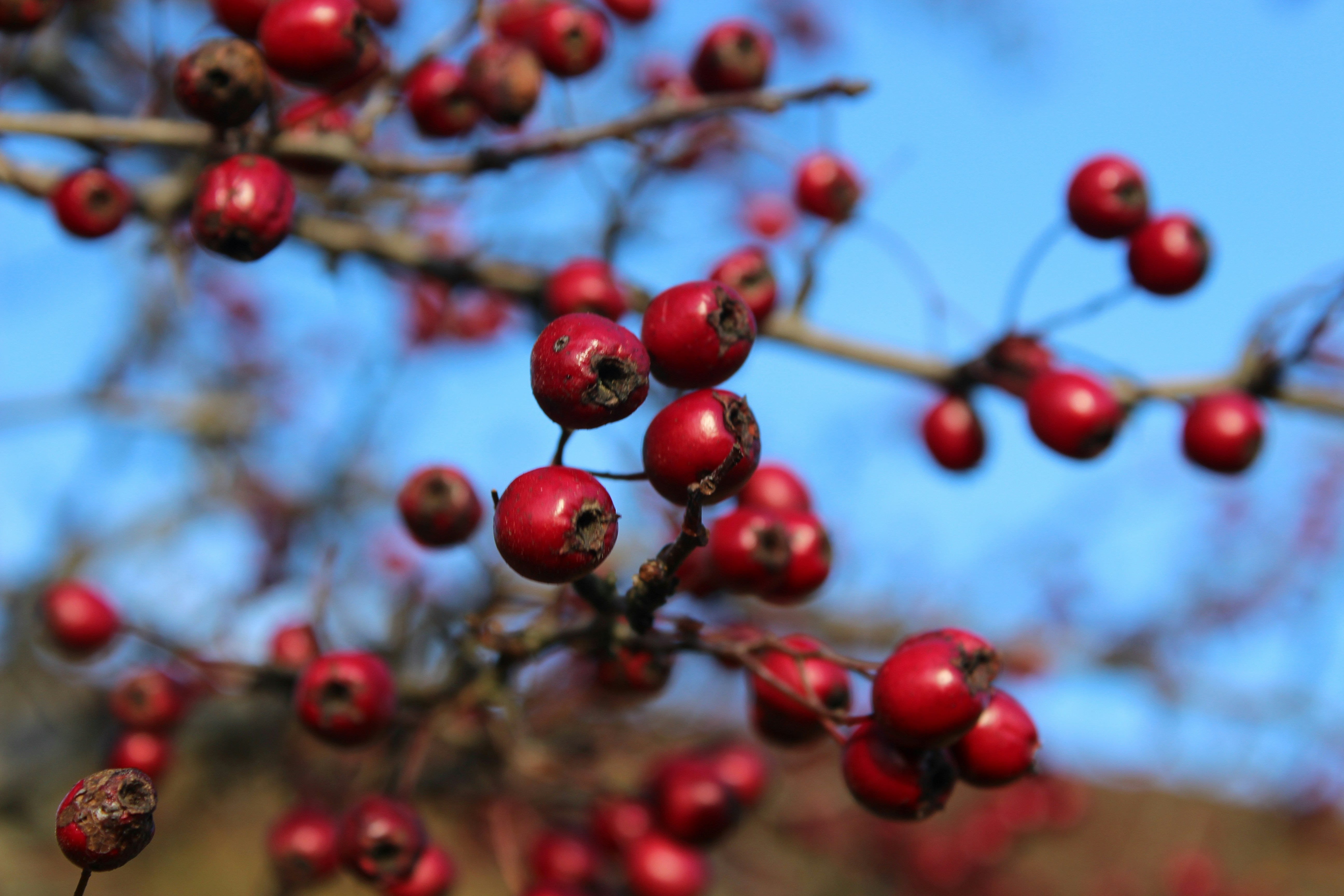 Hawthorn Berry: The Heart Herb Most People Take Wrong