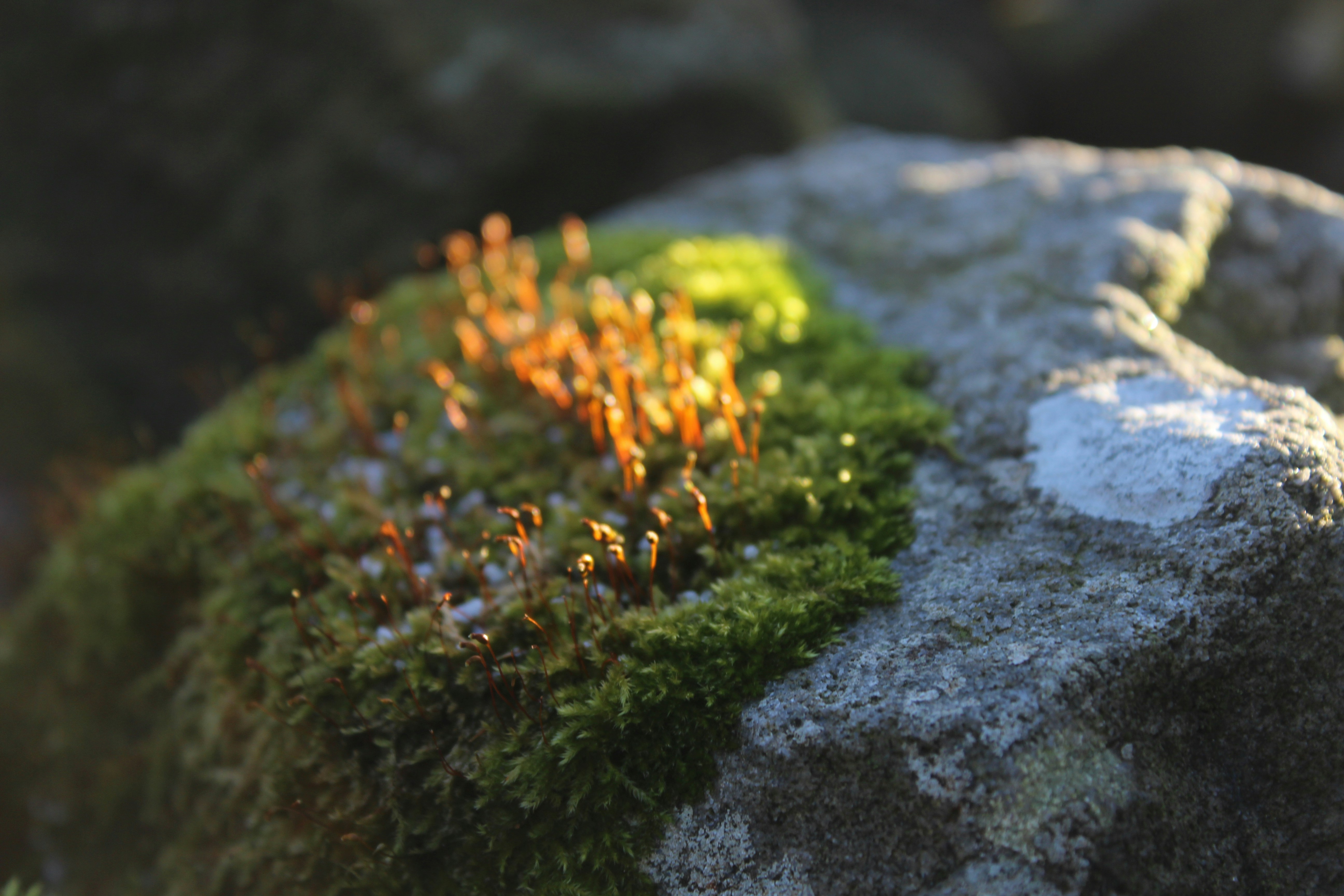 Photo by charlieohara