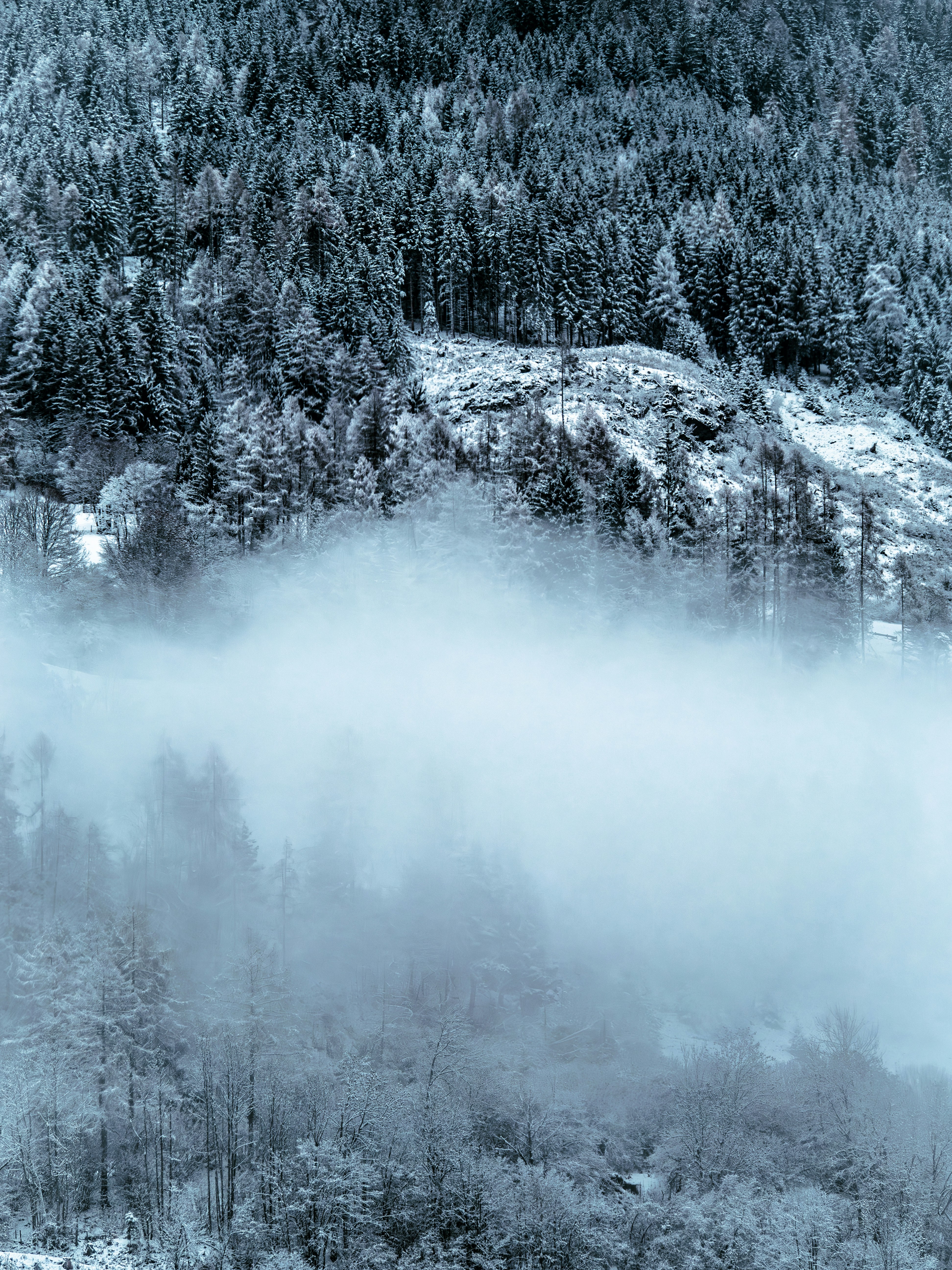 Snow-covered evergreen forest partially obscured by mist.
