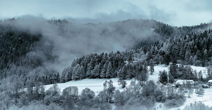 Forêt alpine enneigée avec brume légère
