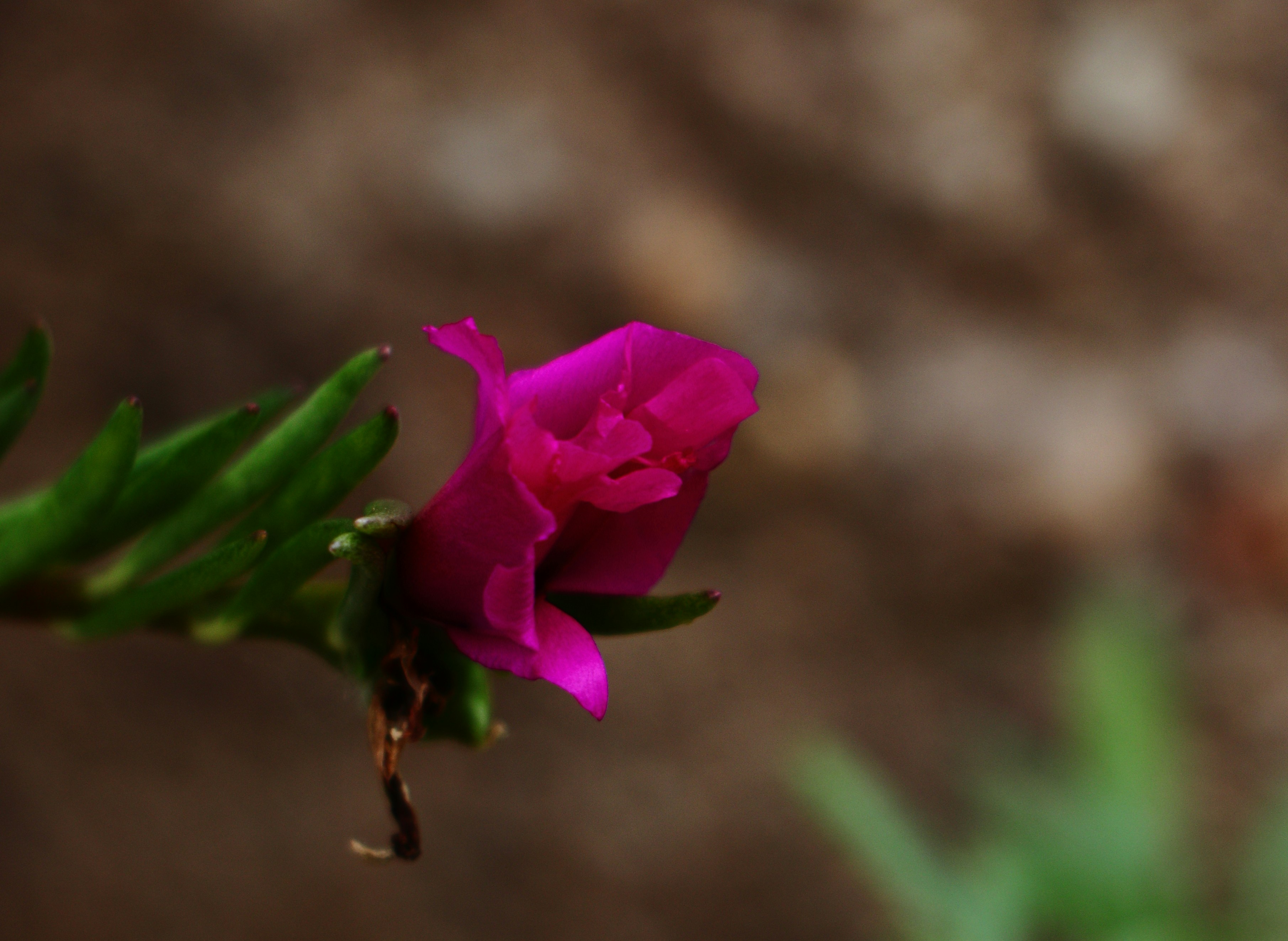 A single pink flower bud with green leaves.