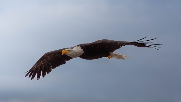 A bald eagle soars through a cloudy sky.