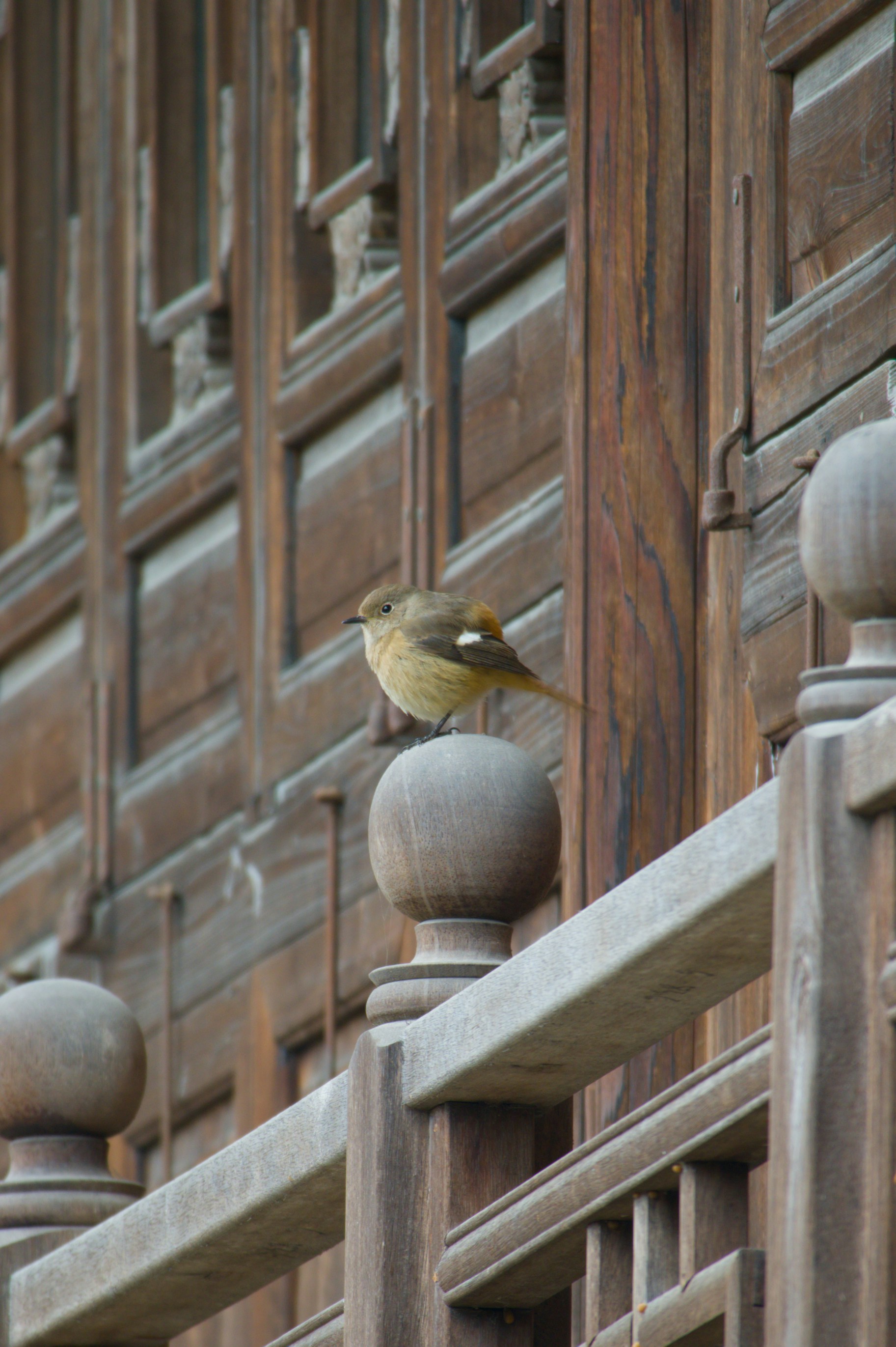 Un pequeño pájaro posado en una barandilla de madera.