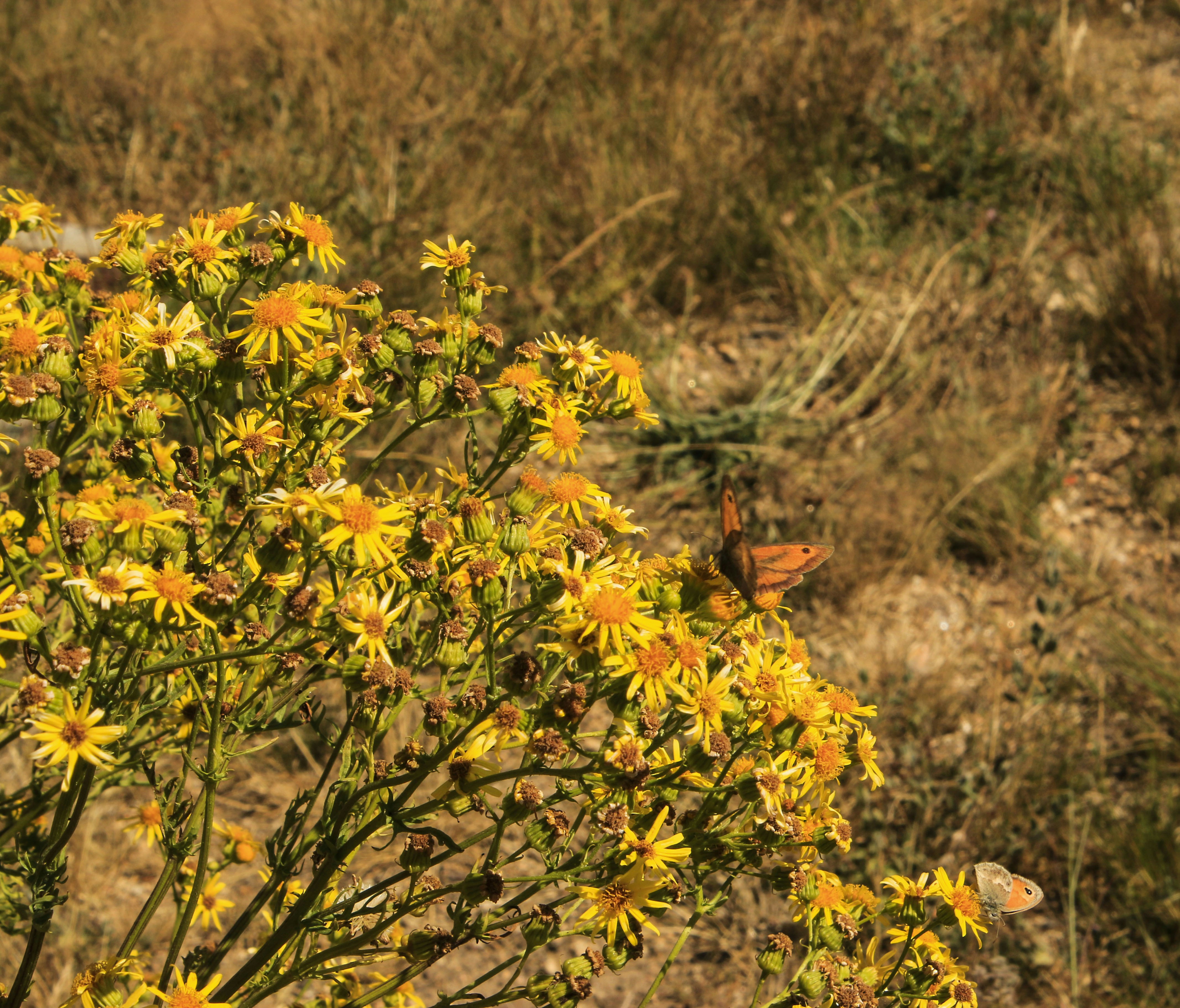 Monarch butterfly on yellow wildflowers in dry grass.