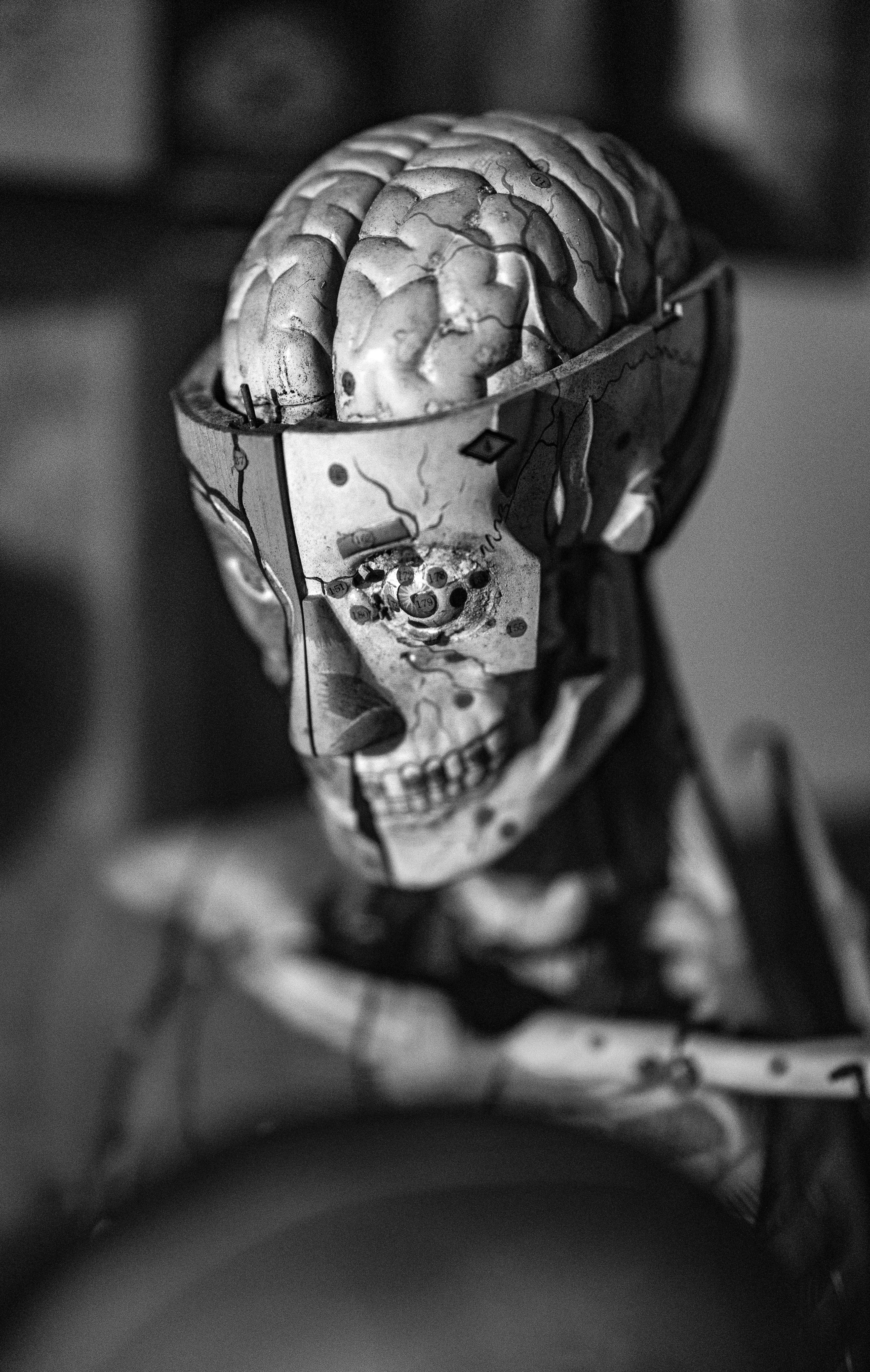 Anatomical model of a human head with brain
