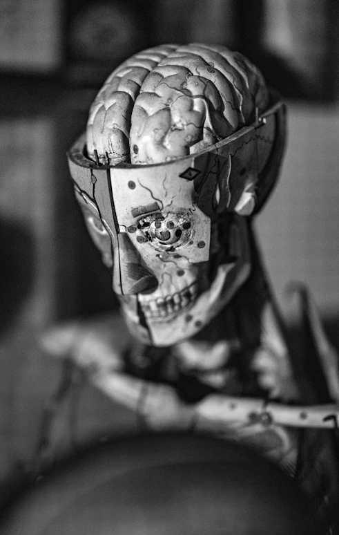 Anatomical model of a human head with brain