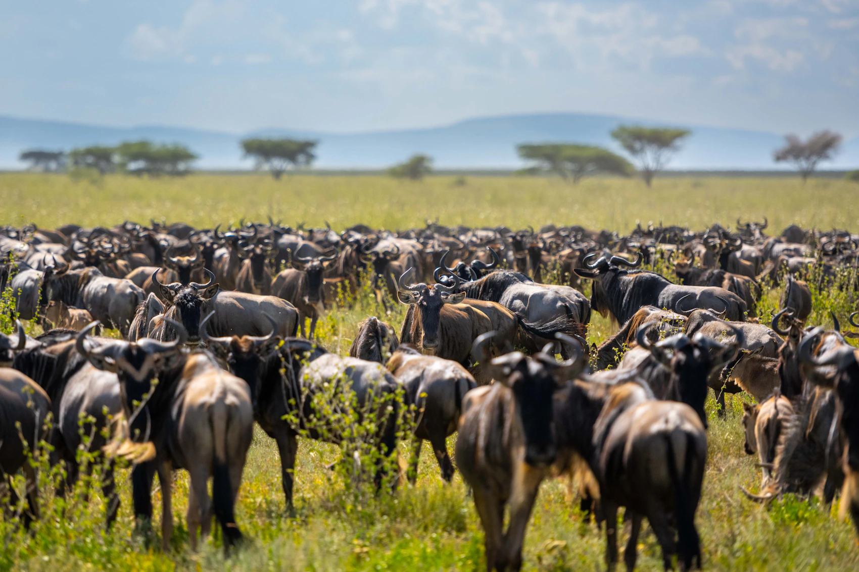 A herd of wildebeest gathered on the Serengeti plains