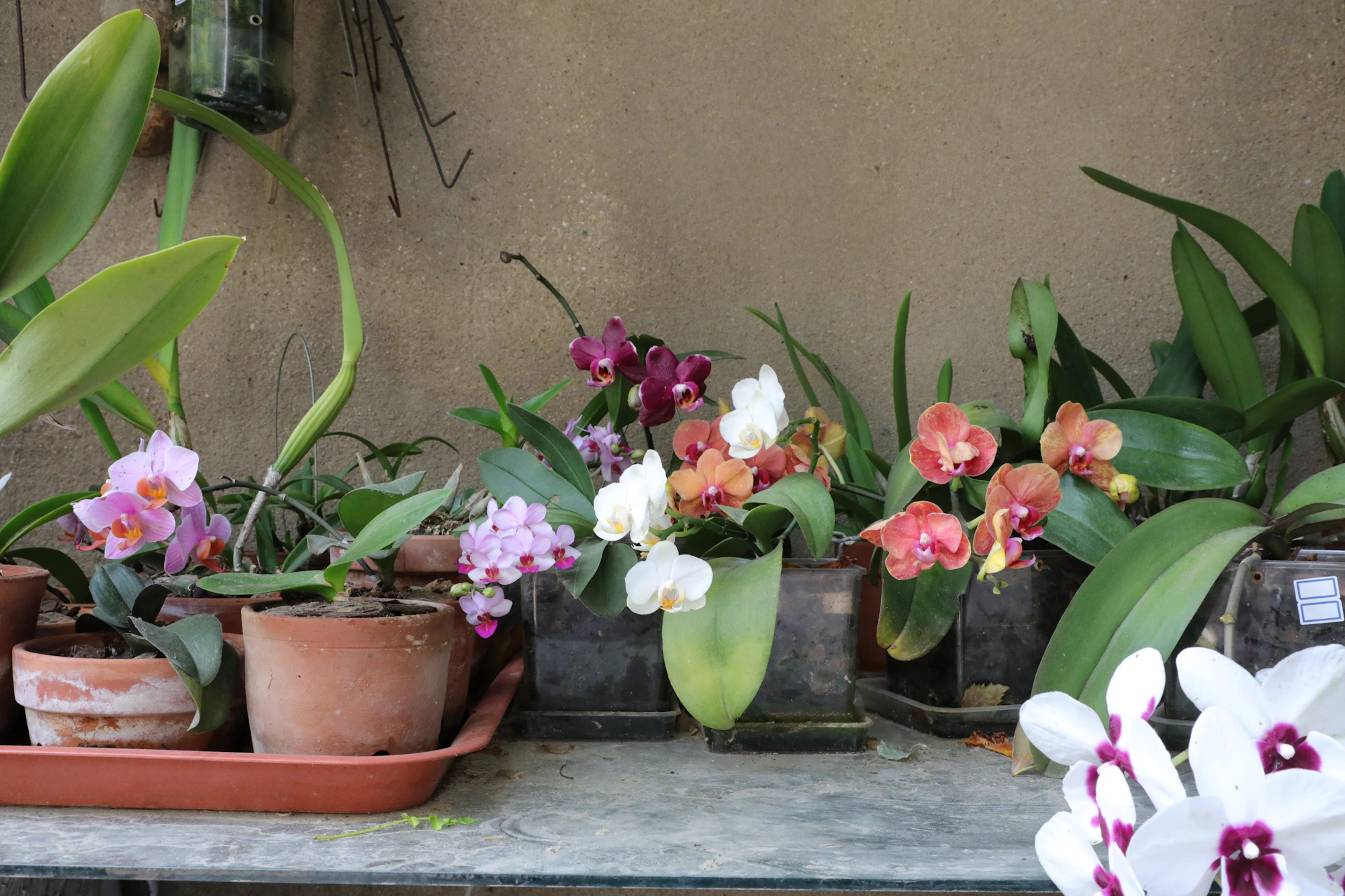 Various potted orchids with colorful blooms displayed blooms.