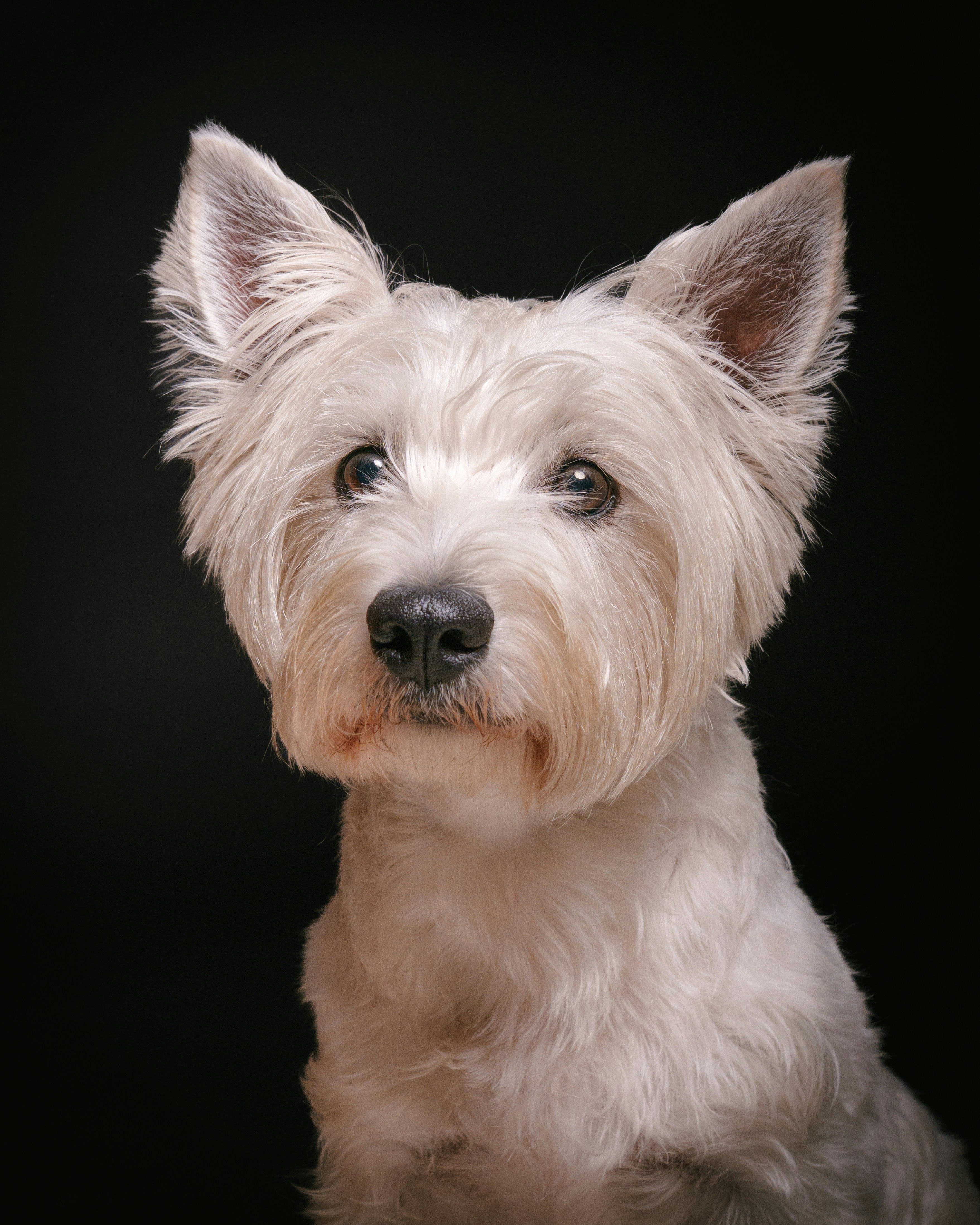 A white west highland terrier dog against a black background.