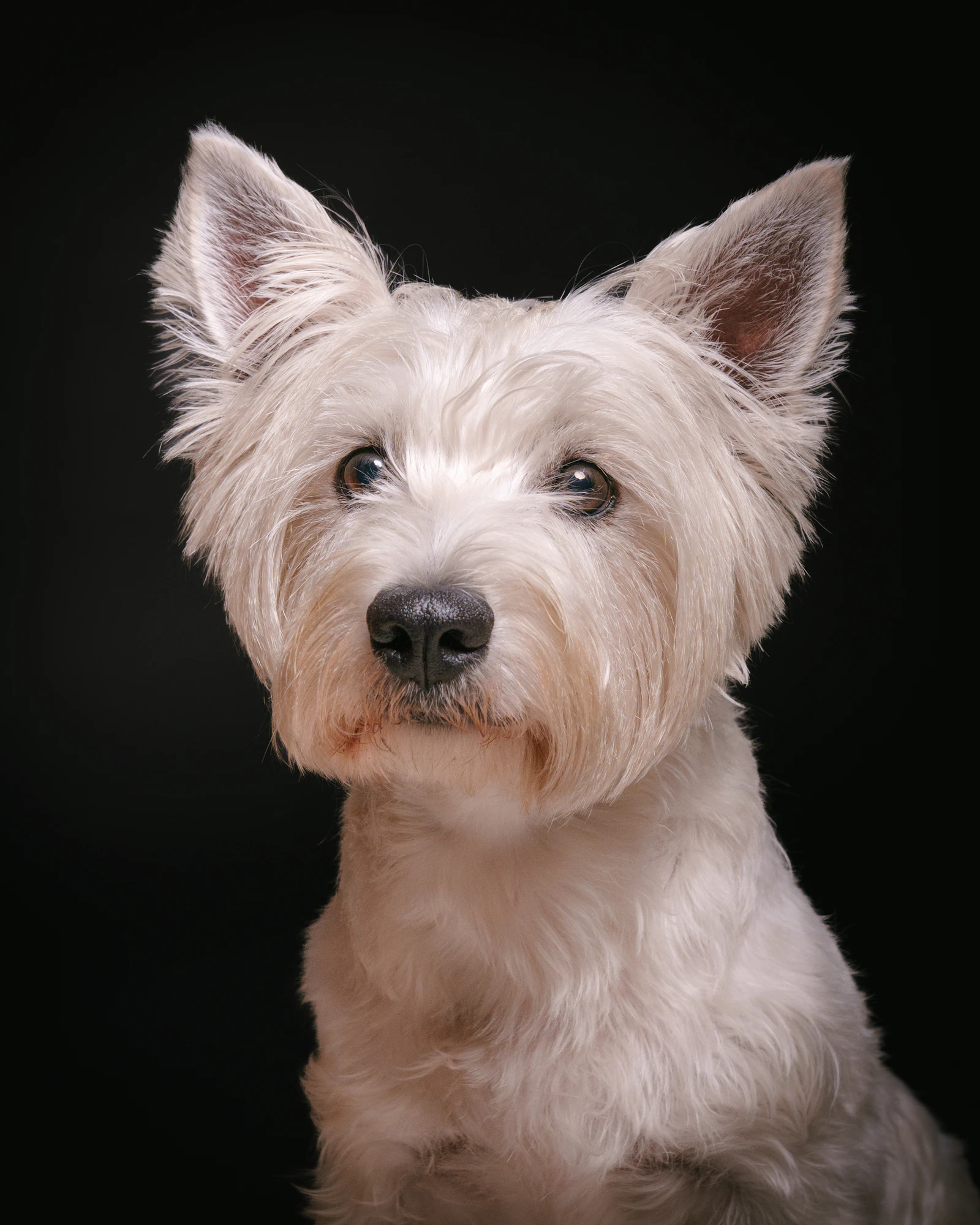 West Highland Terrier mit getrimmtem Drahthaar vor dunklem Hintergrund