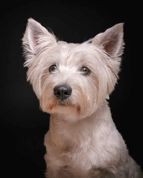 How to Clean Your Dog's Ears Safely at Home