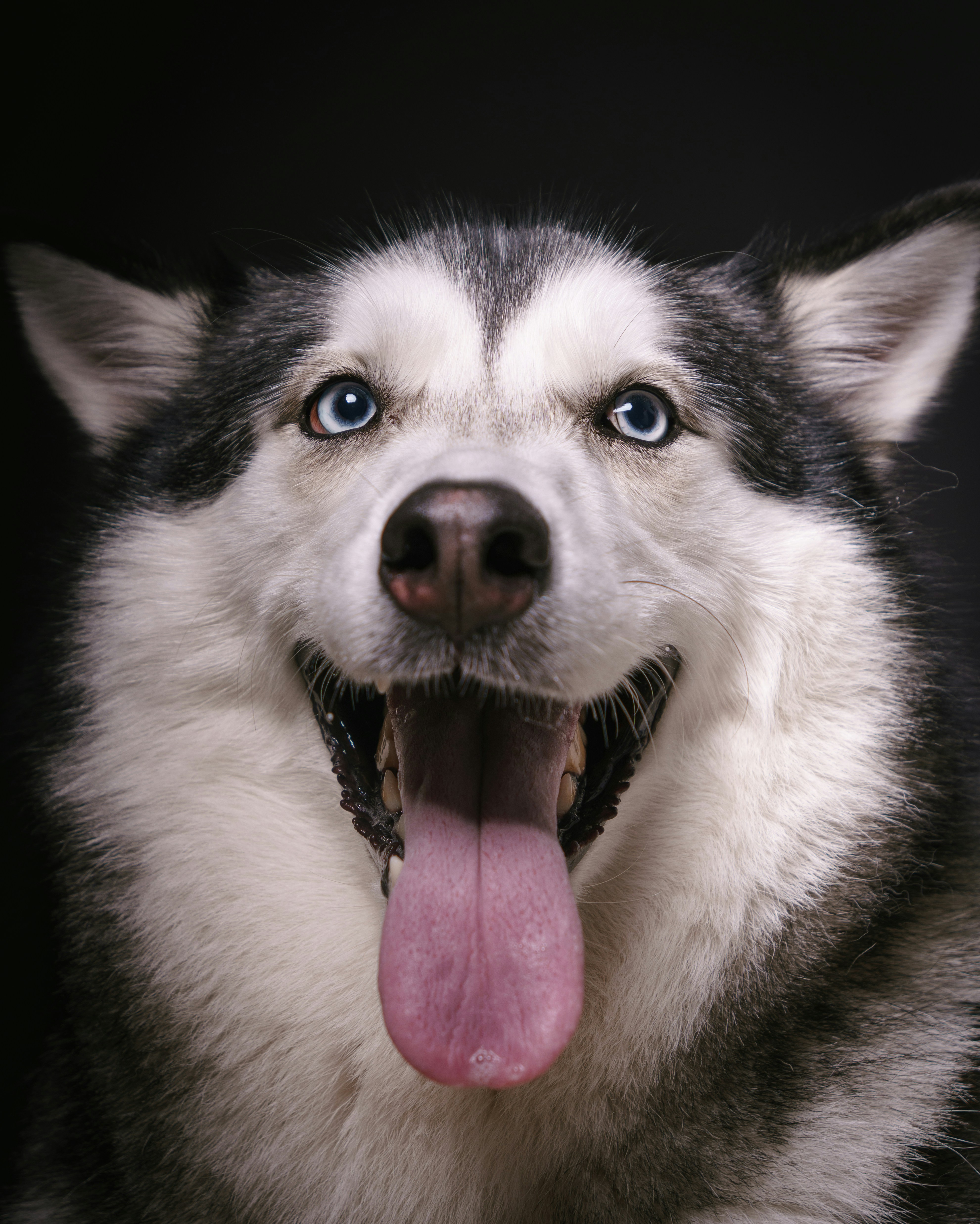 A happy husky dog with its tongue out