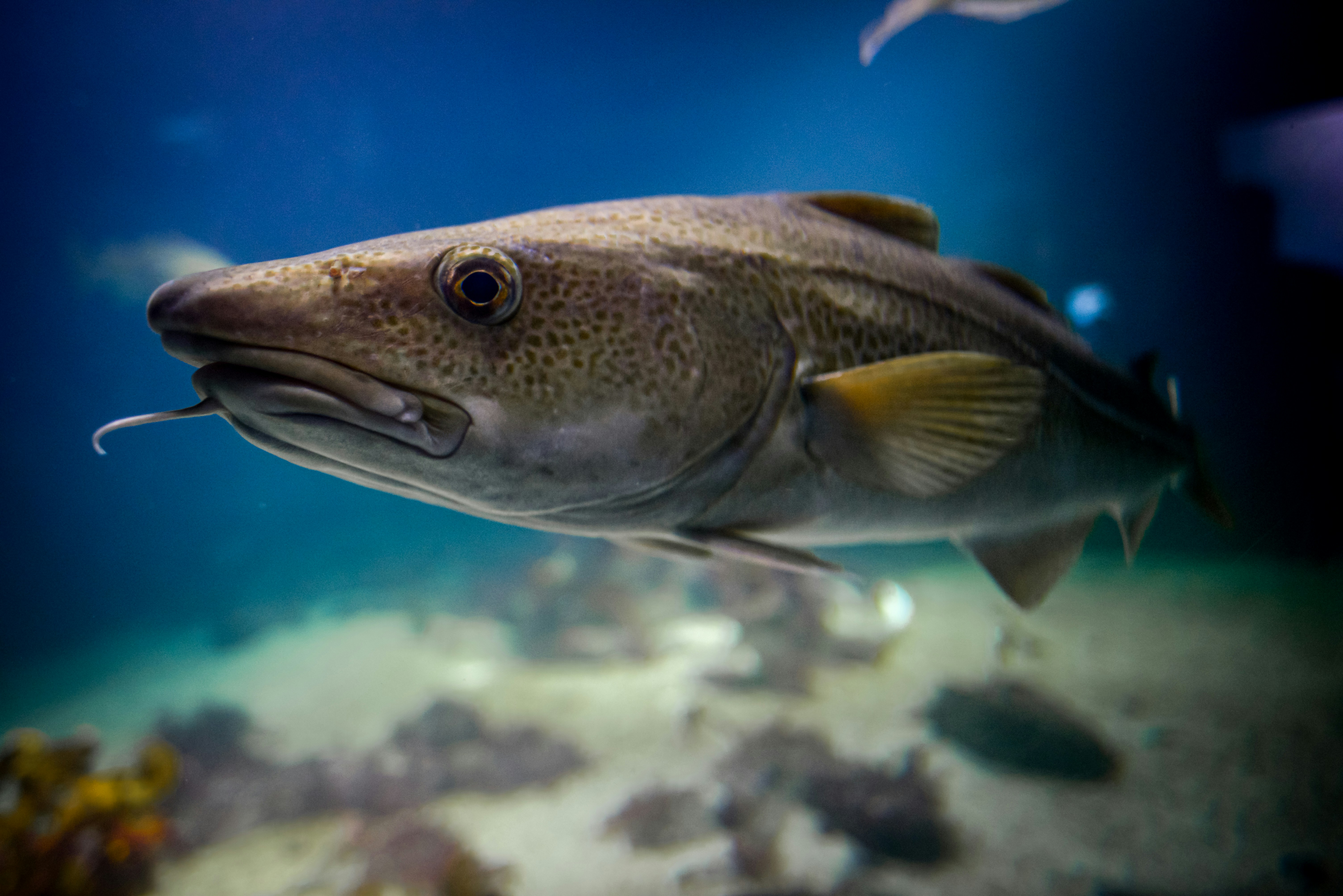 A codfish swims in the blue ocean water.