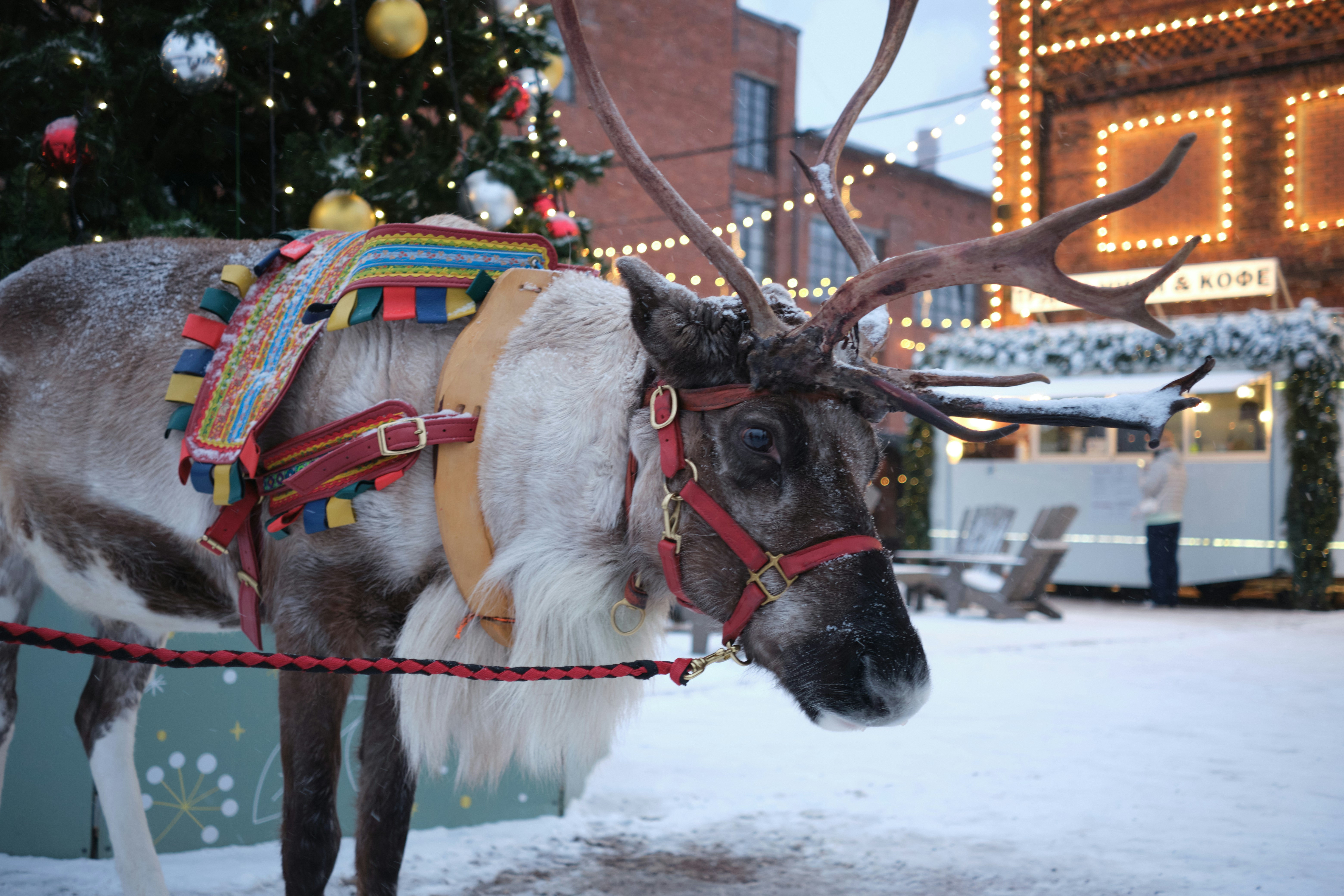 Reindeer in harness near a decorated christmas tree