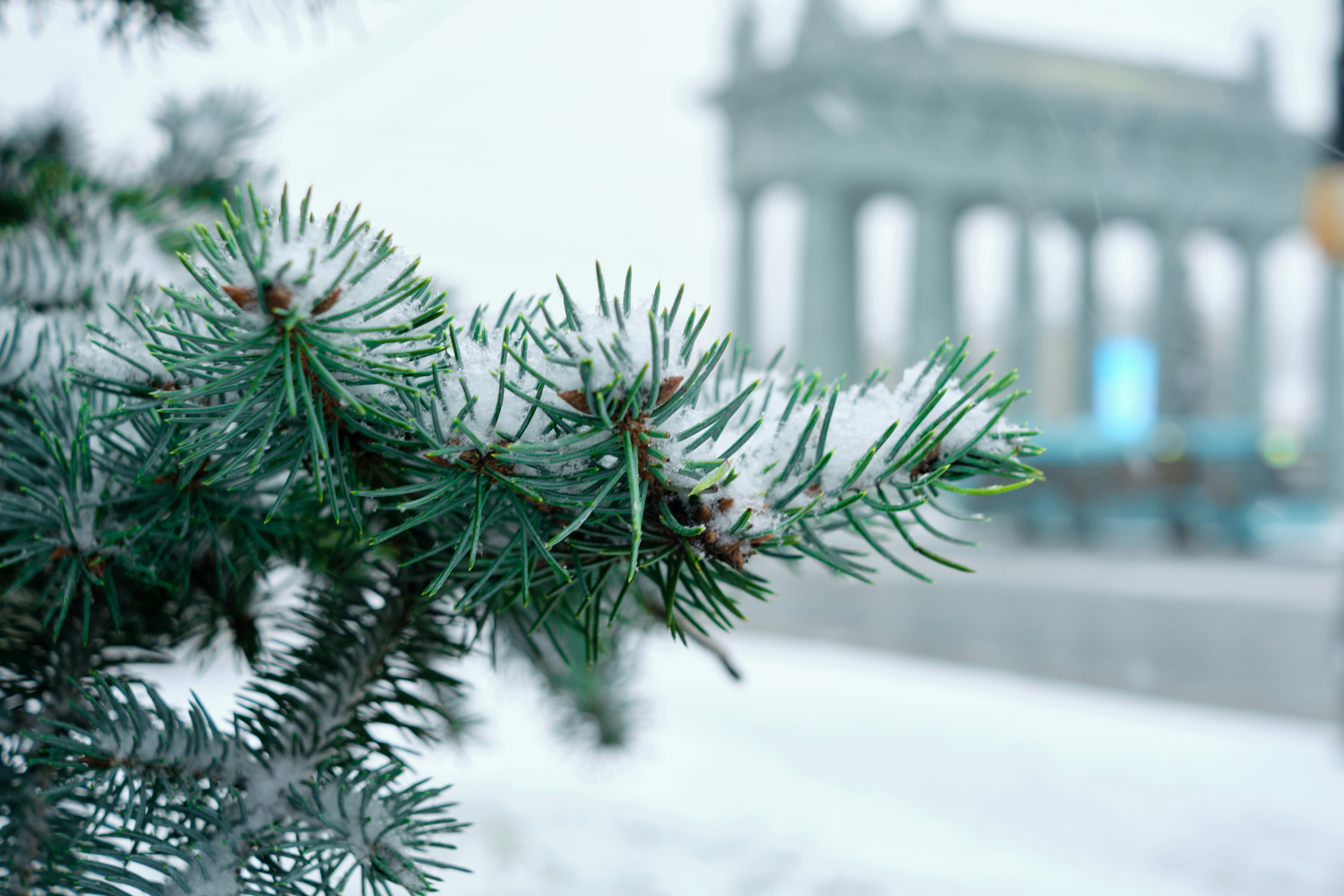 Snow-covered pine branch with blurred background