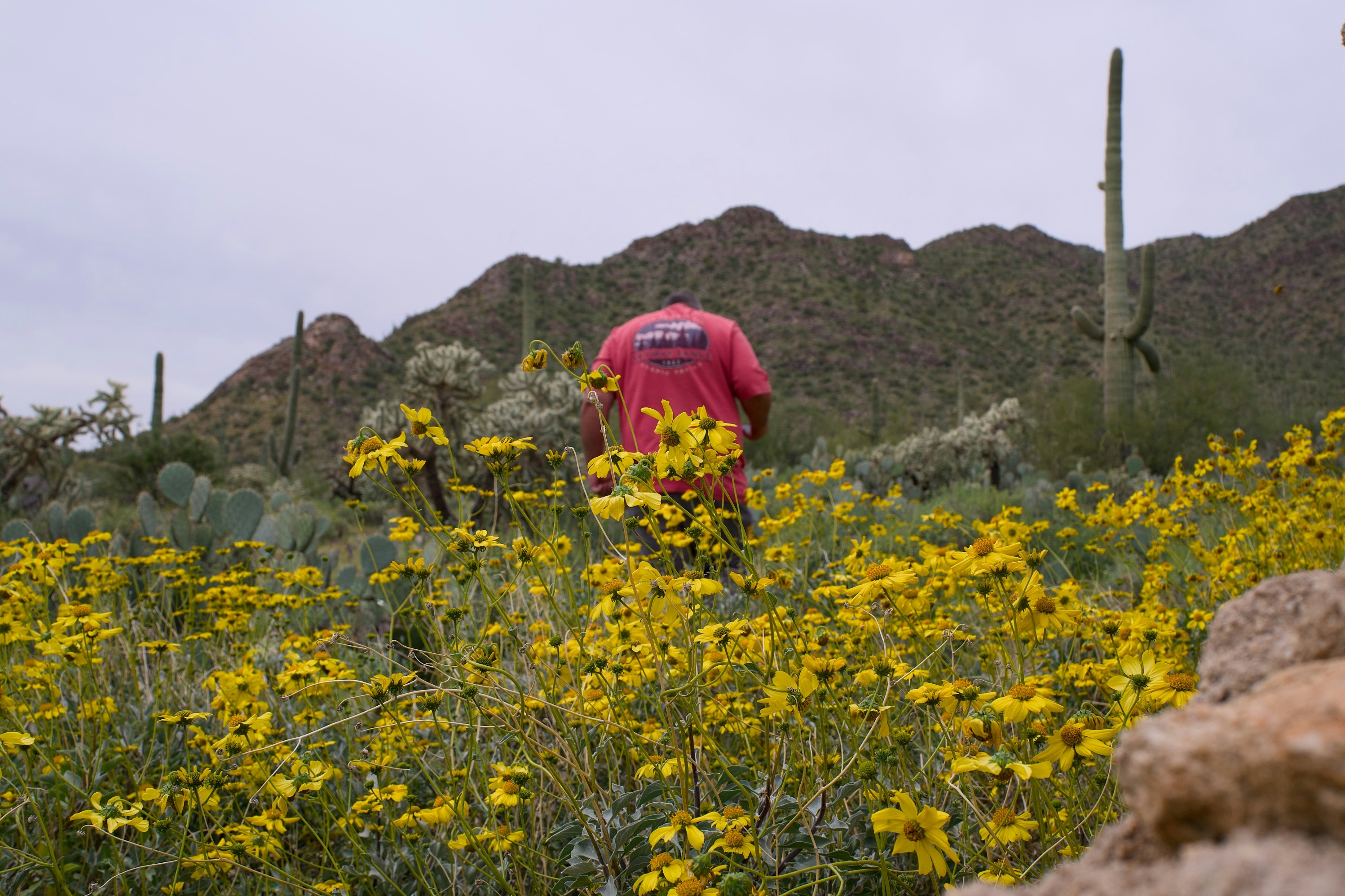 Person walks through desert wildflowers and cacti.