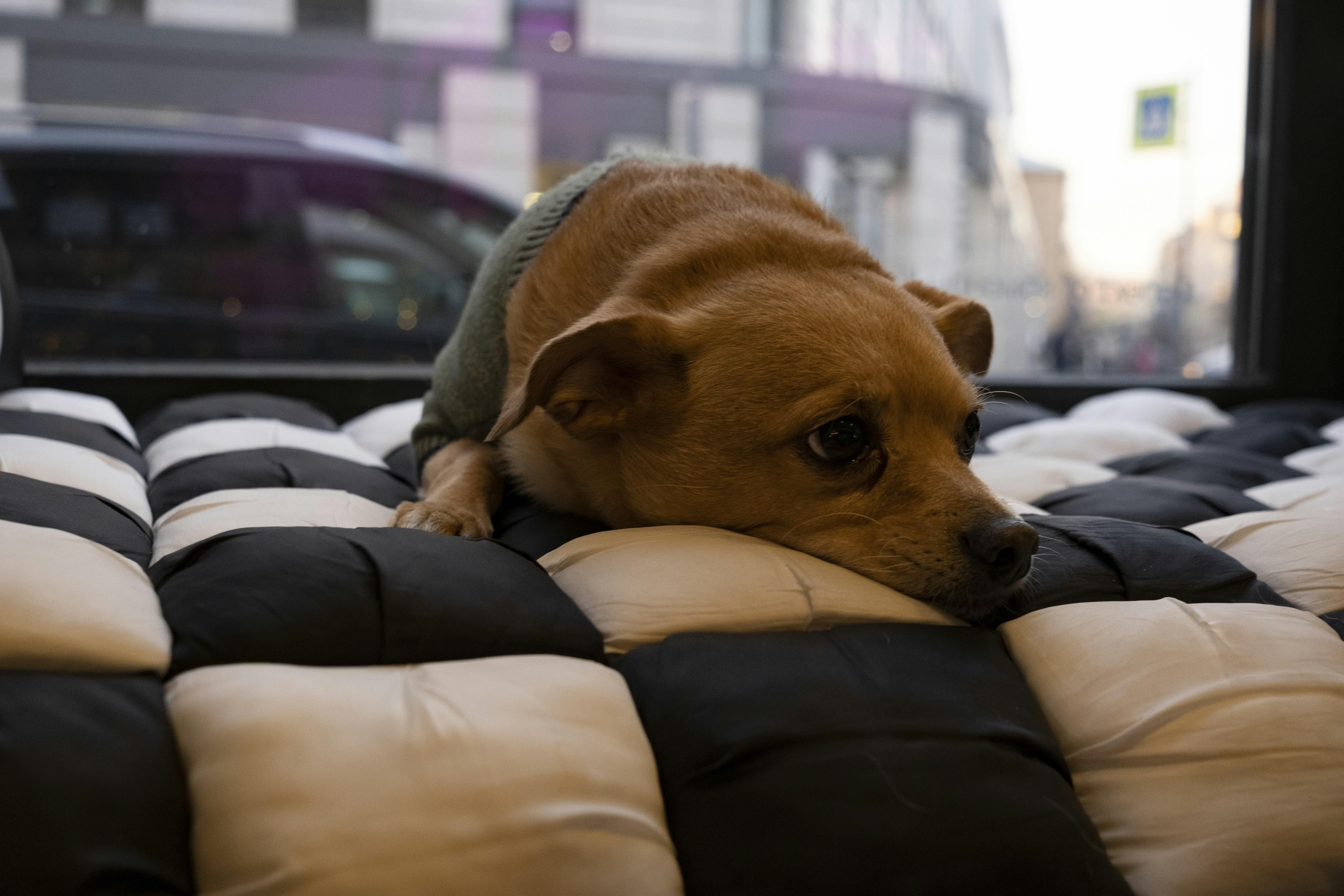 Sad dog resting on a checkered cushion