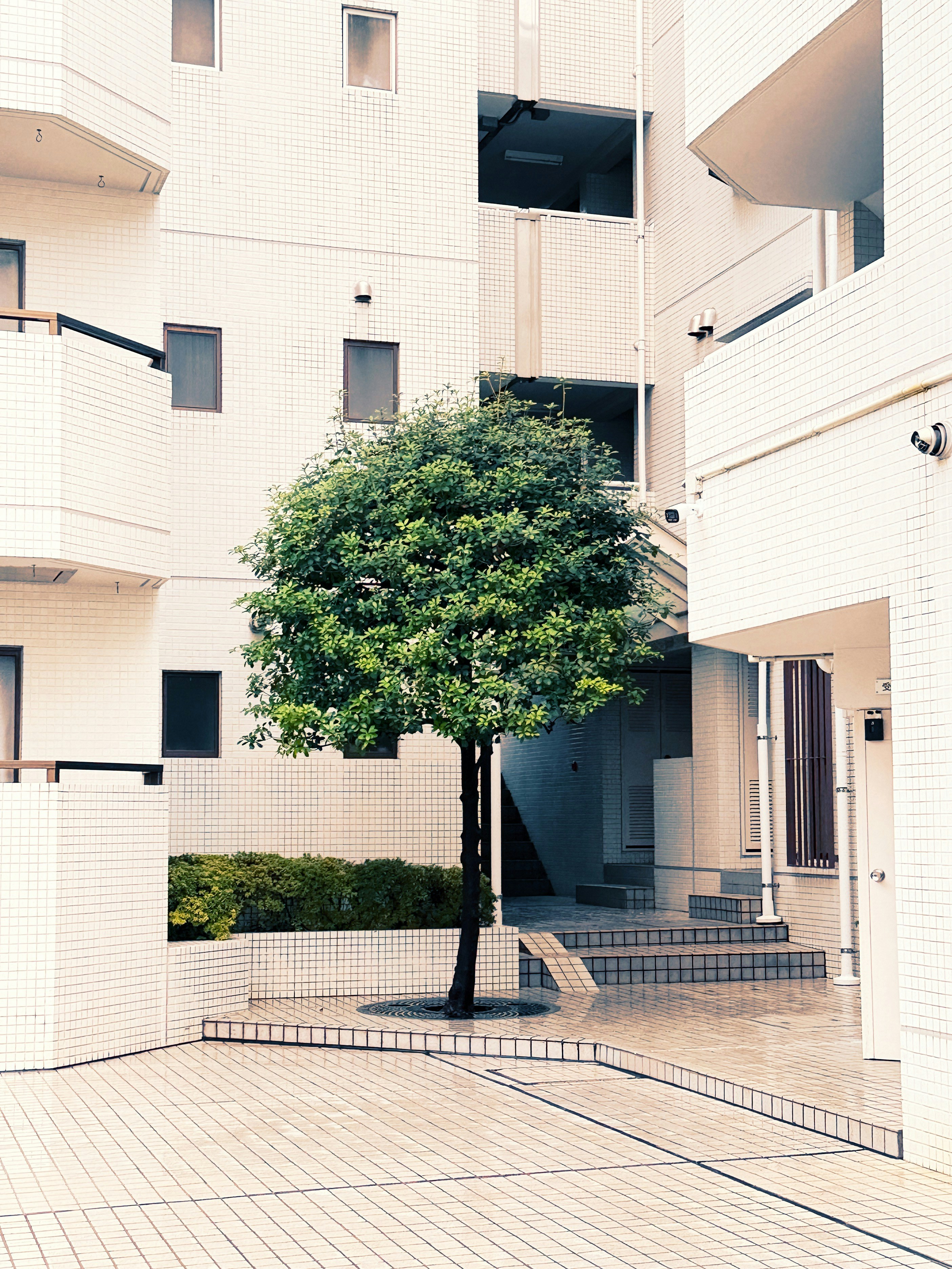Ein einzelner Baum steht in einem Innenhof zwischen den Gebäuden.