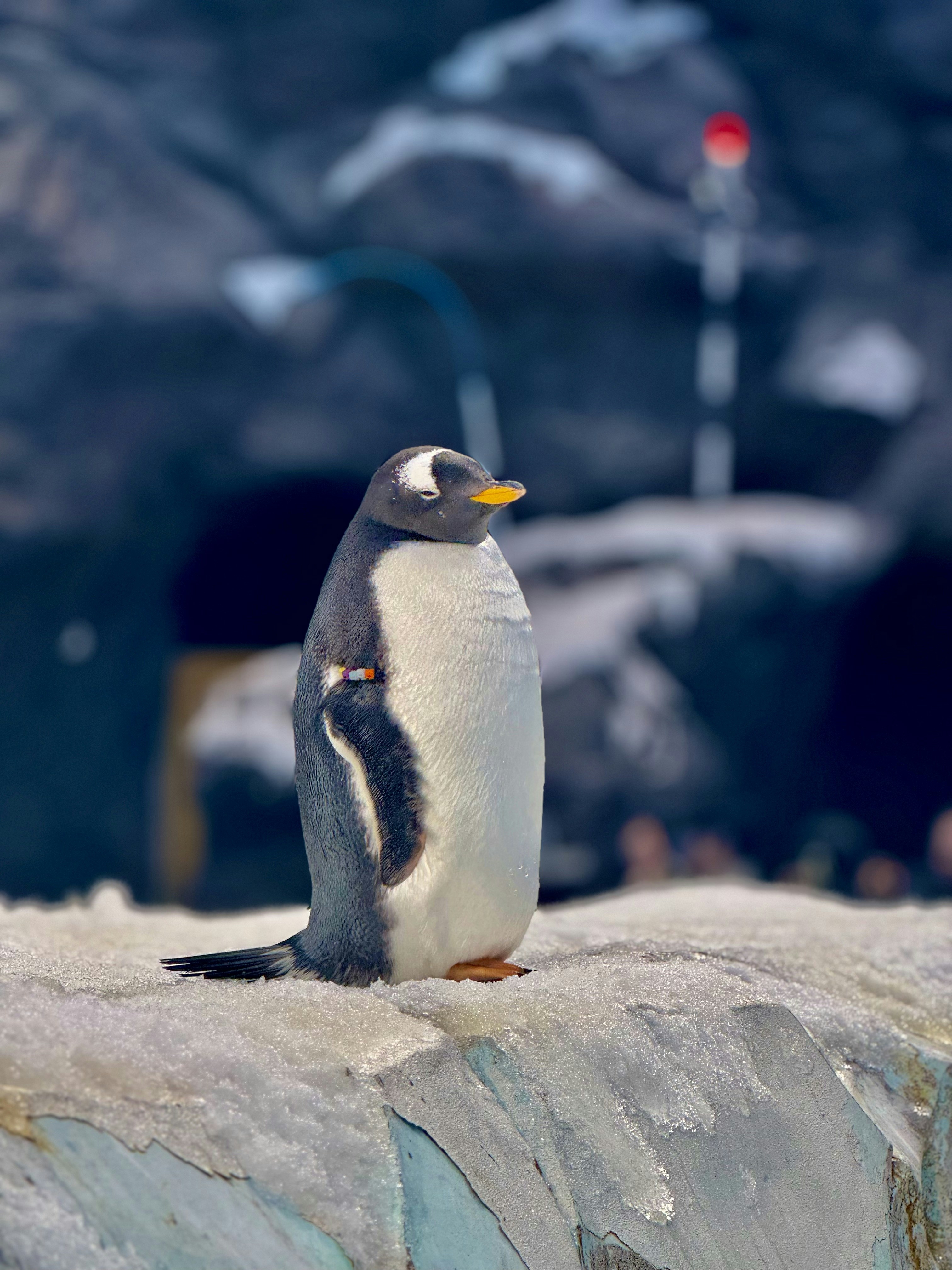 Photo by thecosmicdesigner