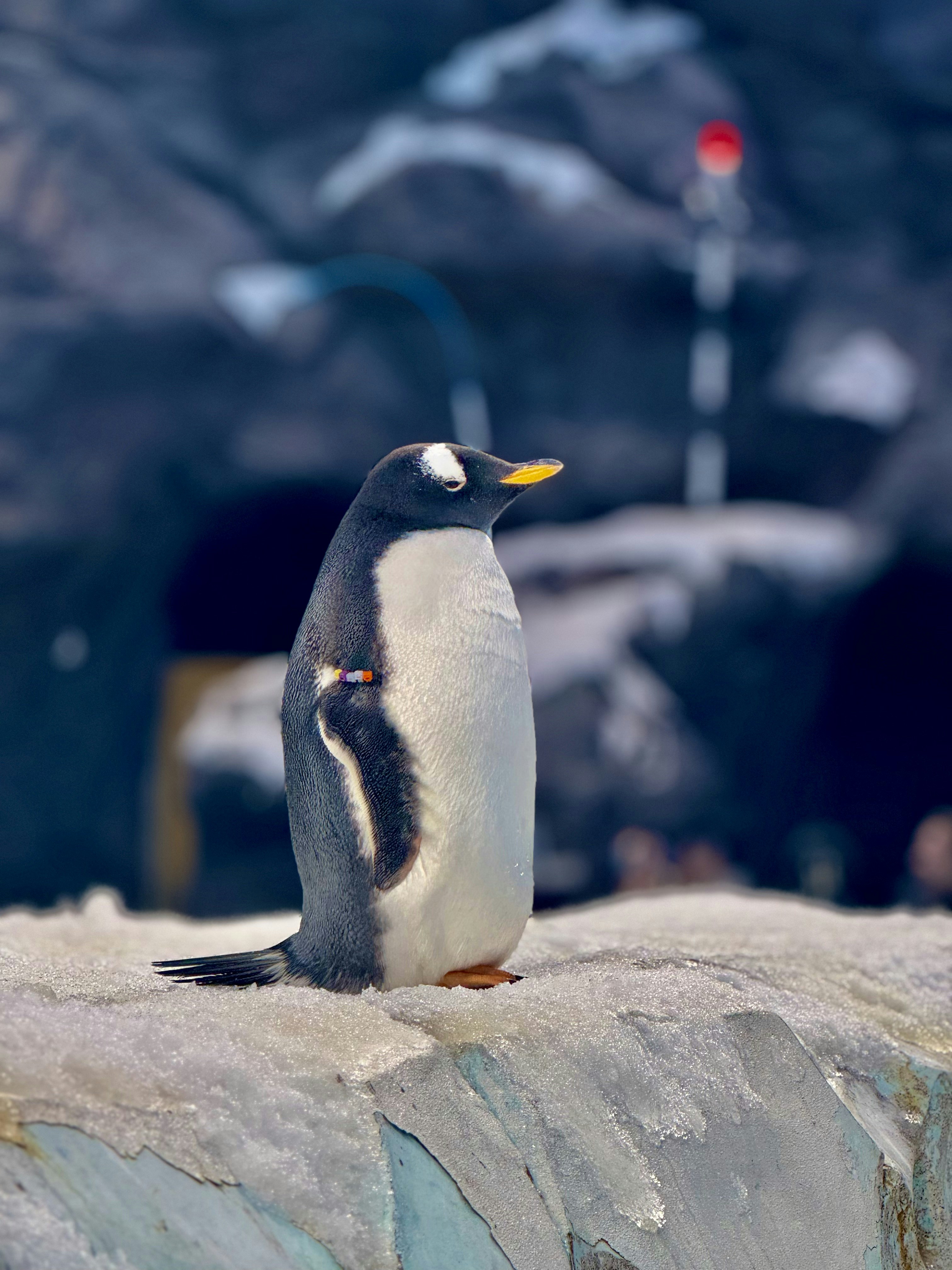 Photo by thecosmicdesigner