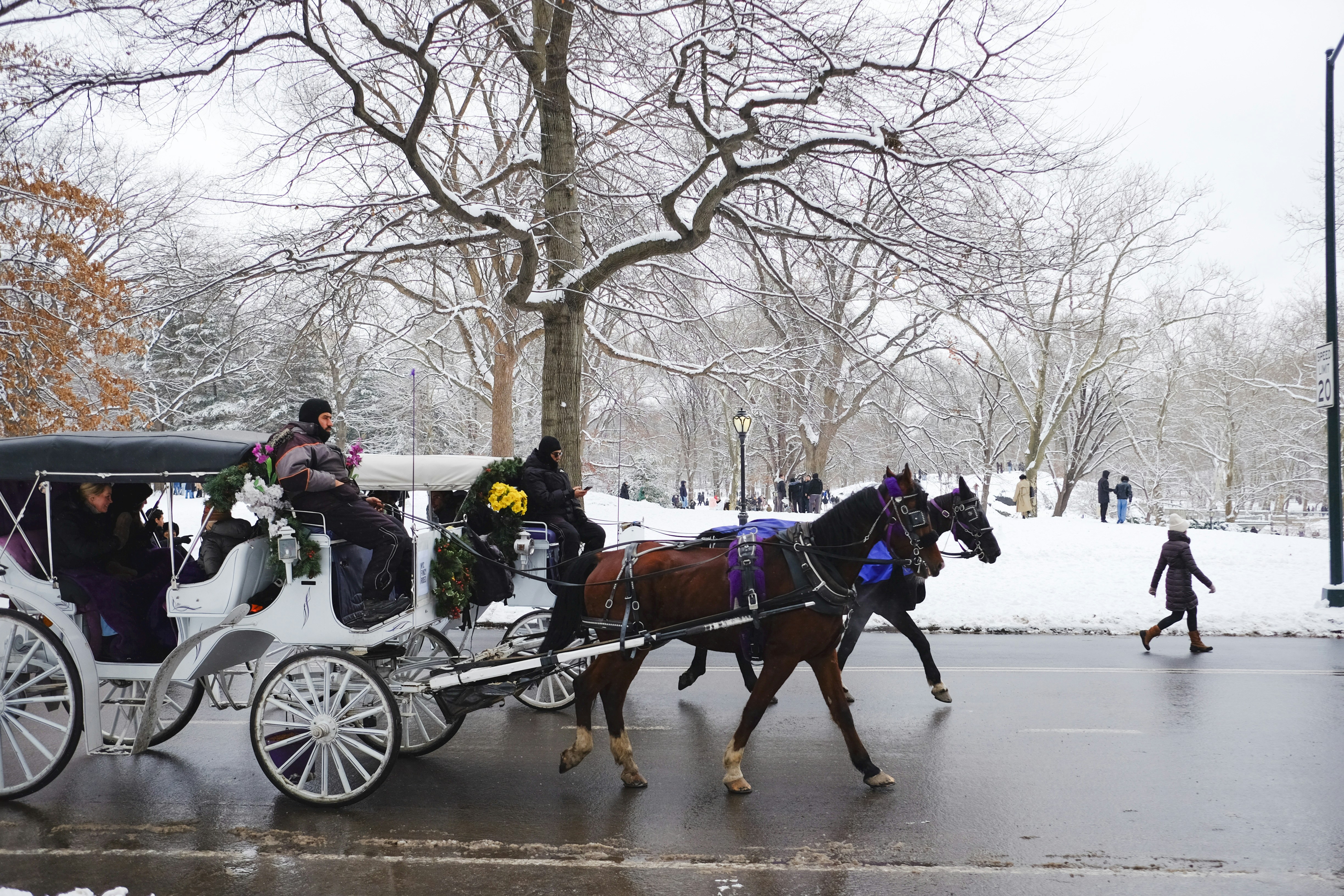 Horse-drawn carriage on a snowy city street.