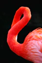 A bright pink flamingo with its neck curved