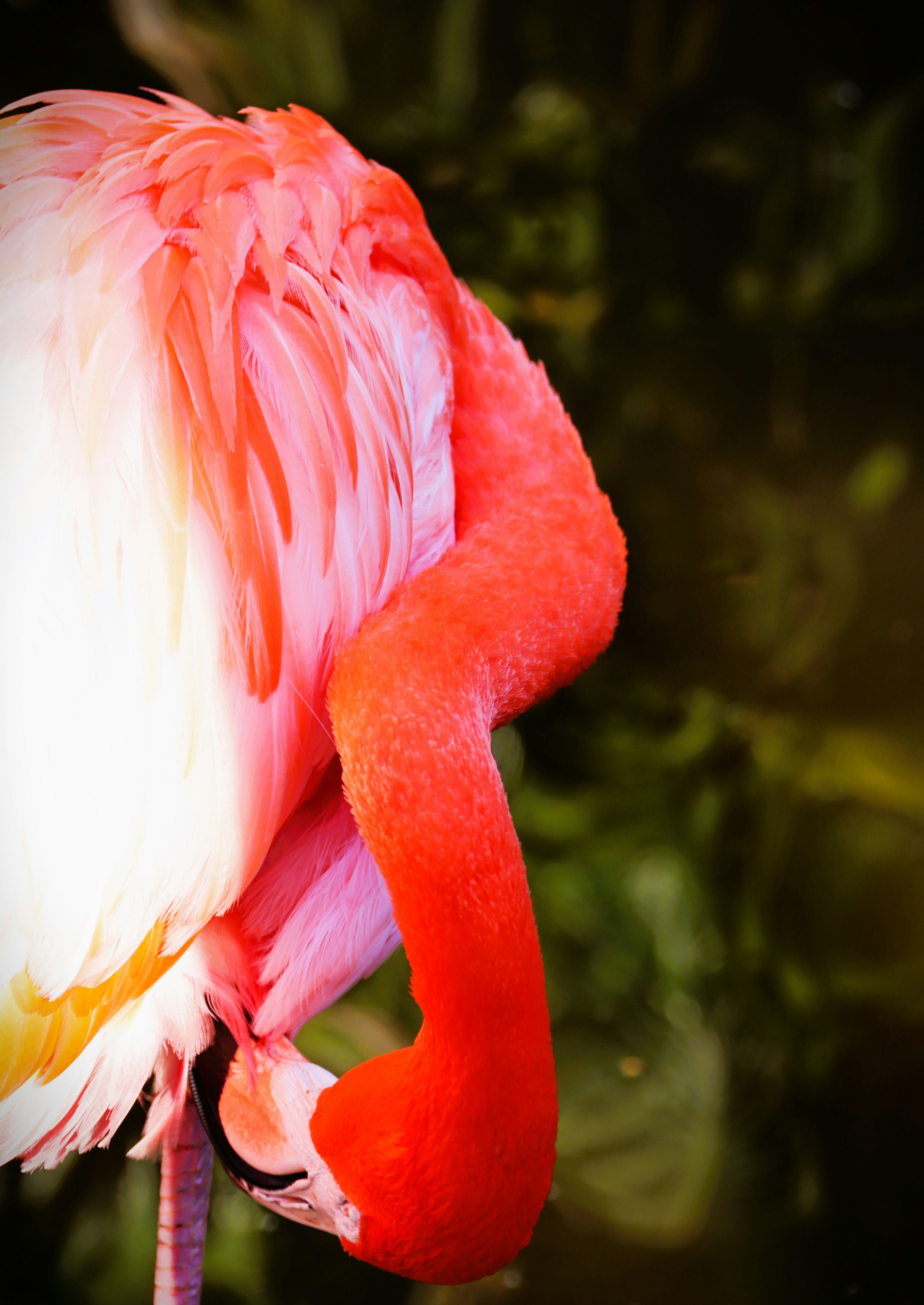 Photo by akshatjisme