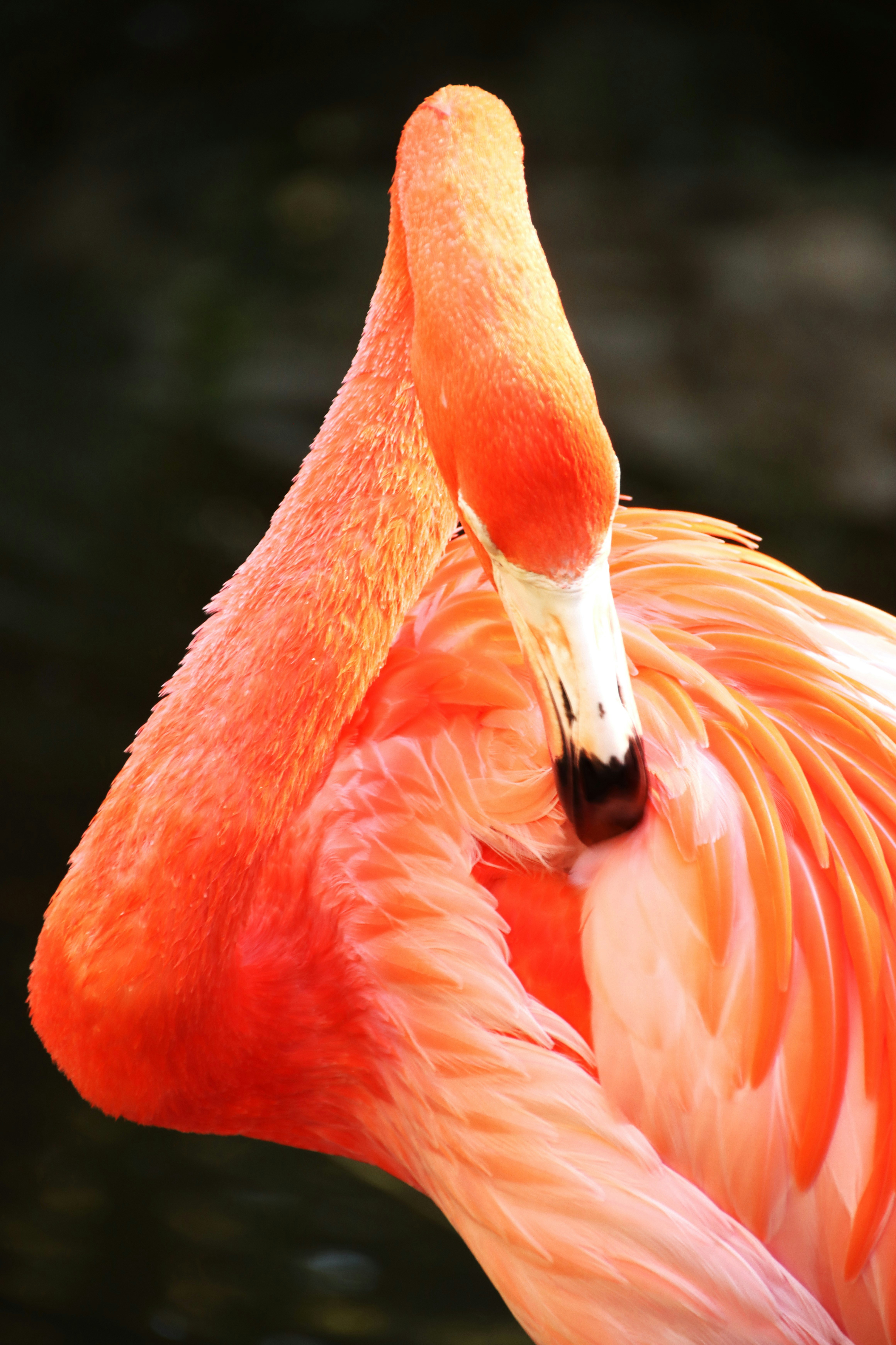 Photo by akshatjisme