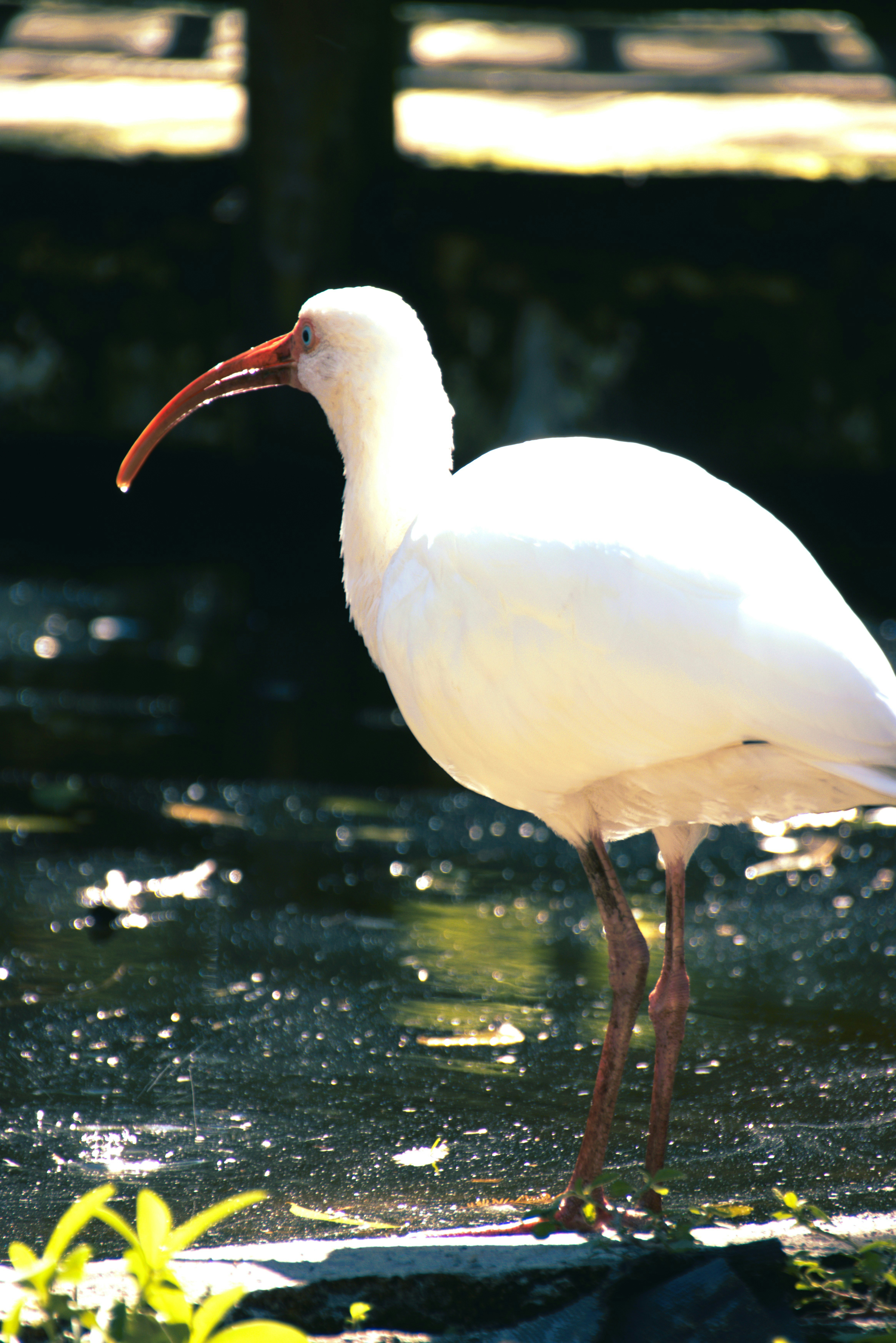 Photo by akshatjisme