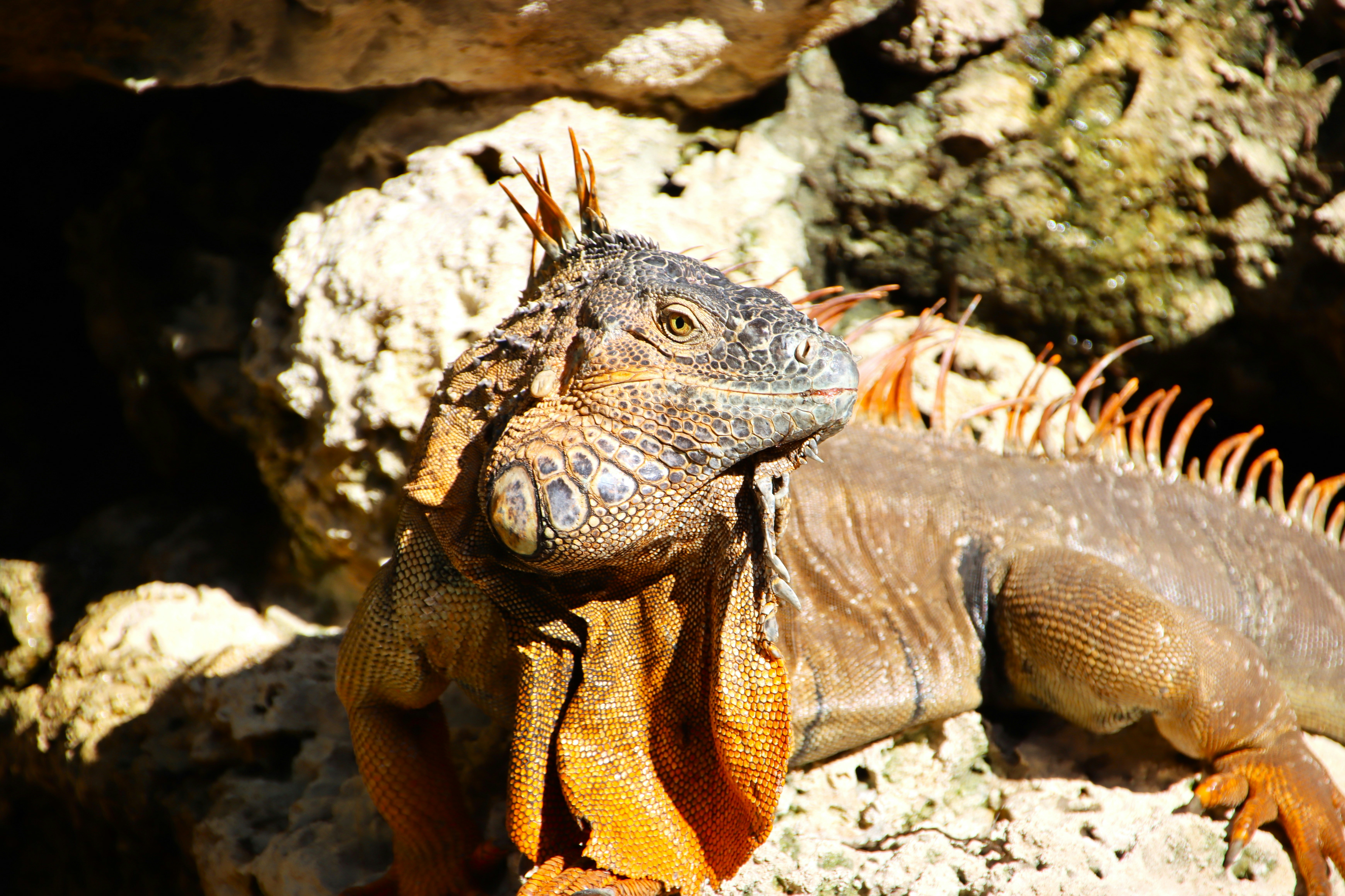 Photo by akshatjisme