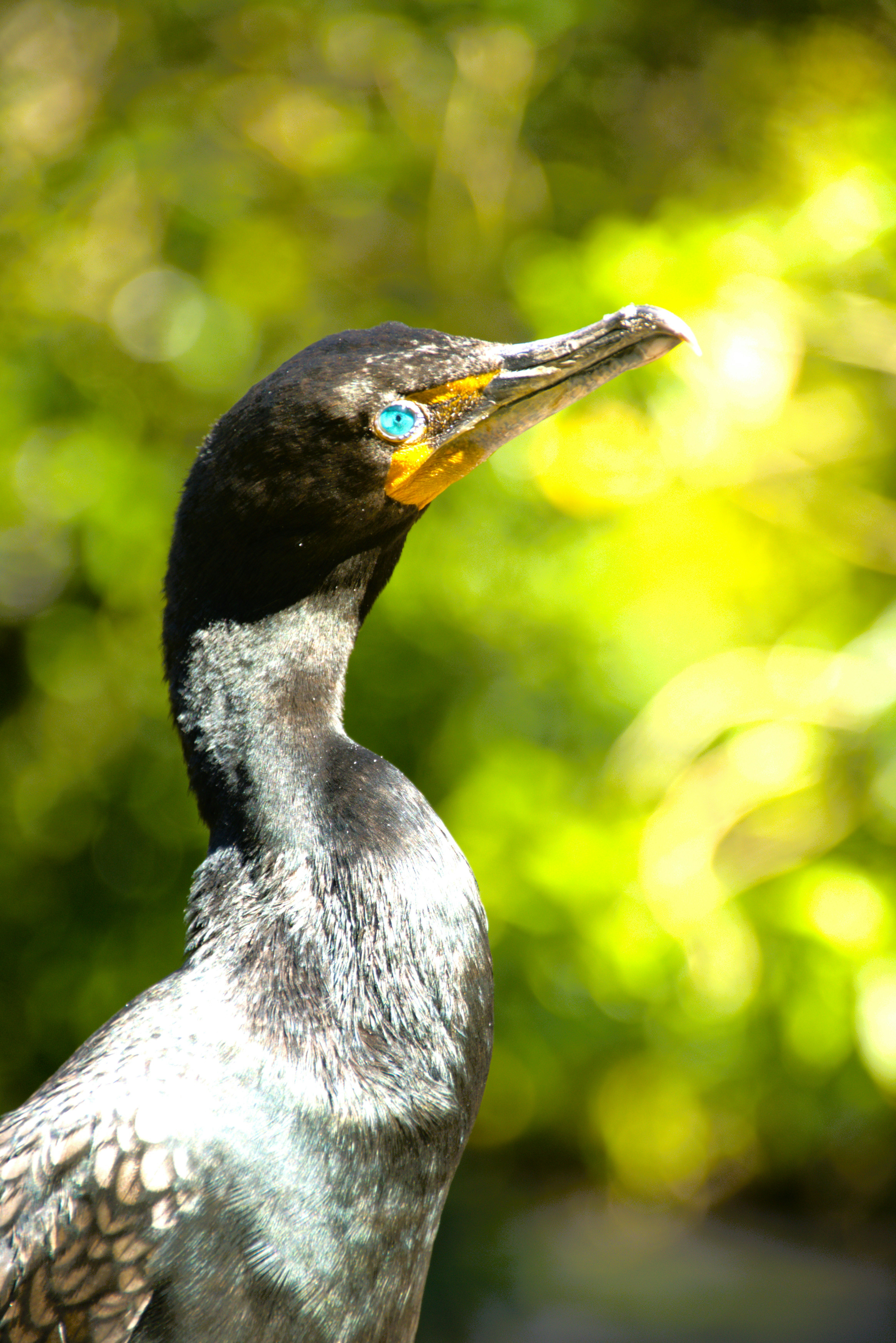 Photo by akshatjisme