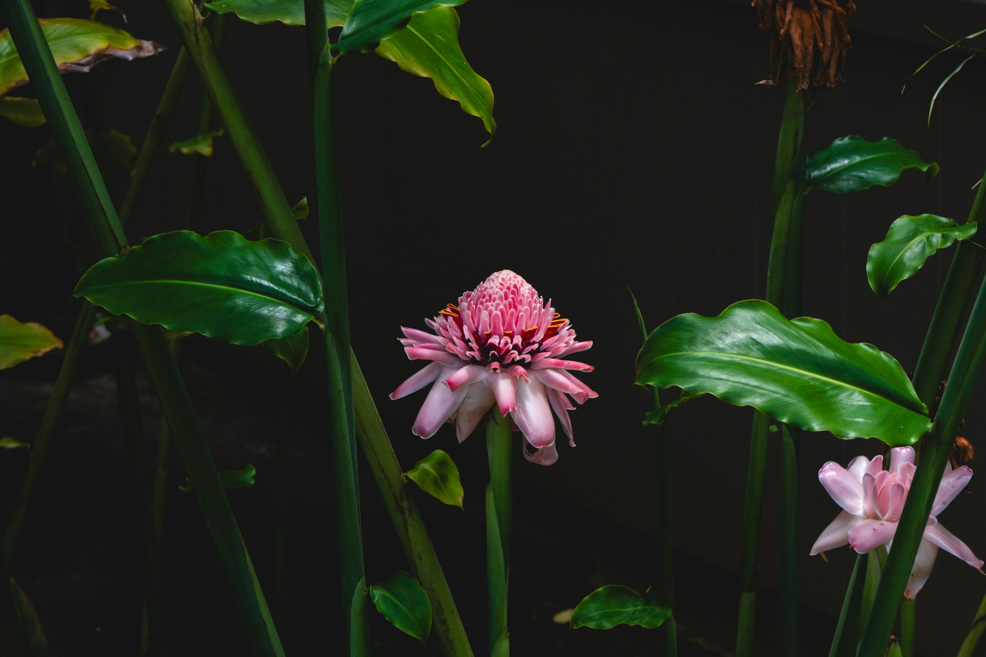 A delicate pink flower blooms amidst lush green foliage.