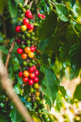 Coffee cherries ripen on a branch