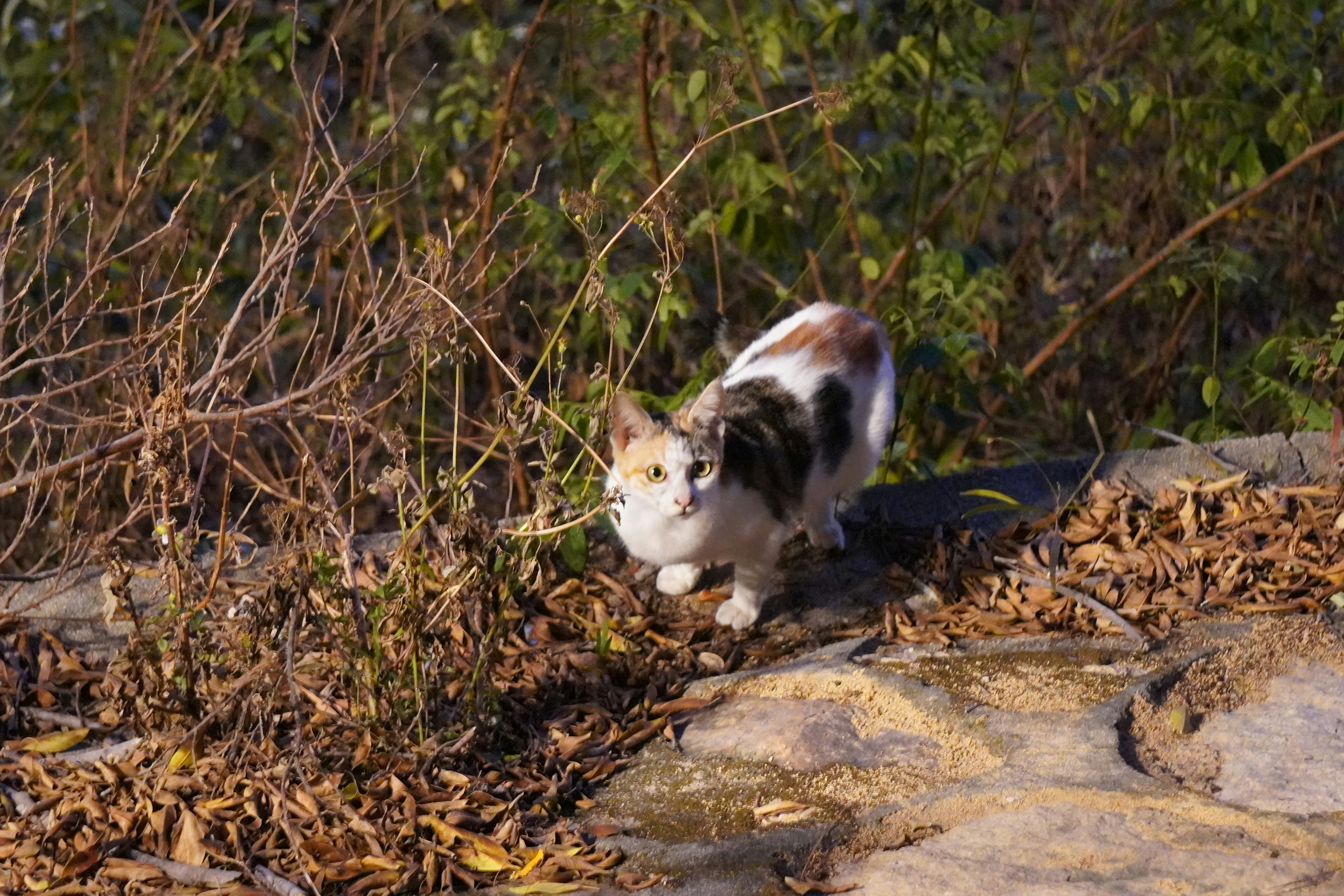 A calico cat stands near dry leaves and bushes.