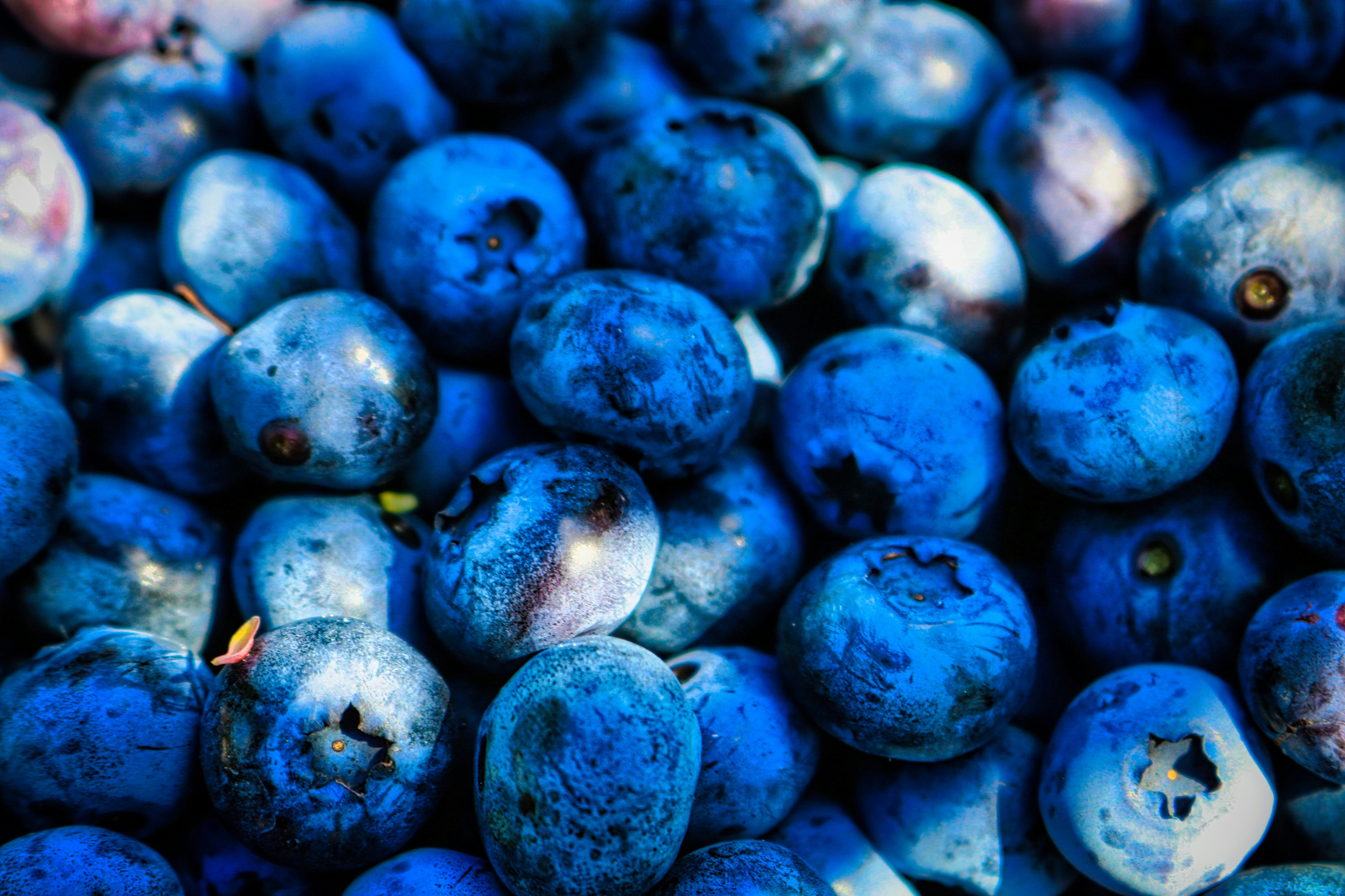A close-up view of fresh blueberries