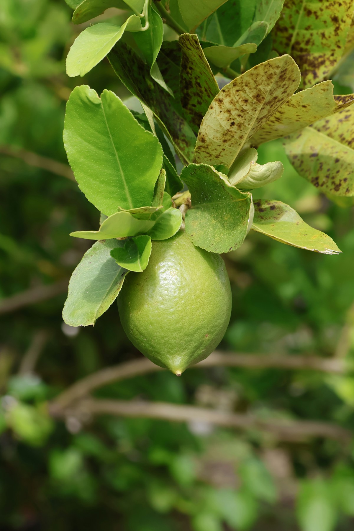 Korean Night Skincare Routine: Maximize Your Skin's Repair Mode