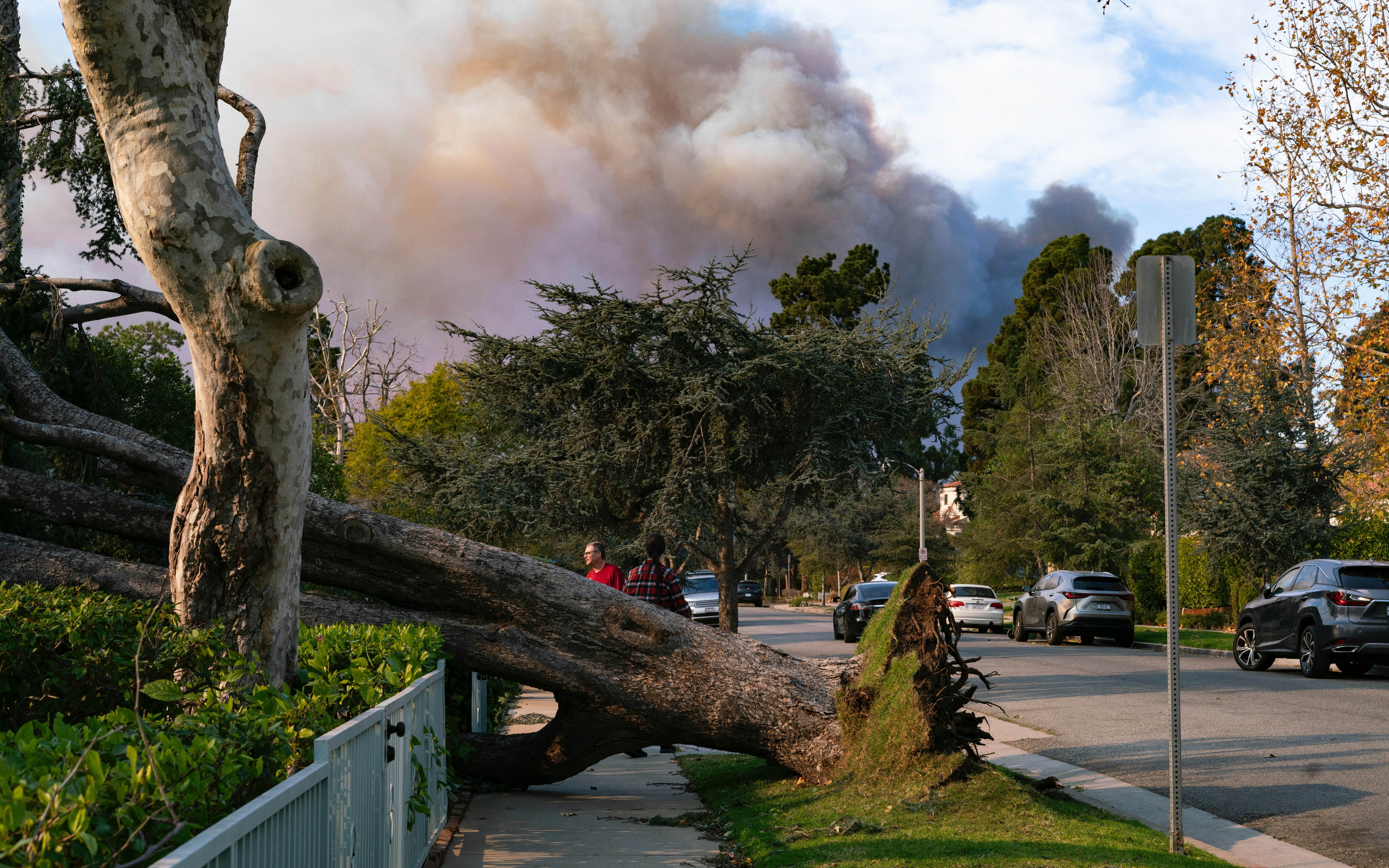 Fallen tree on sidewalk with smoke in background
