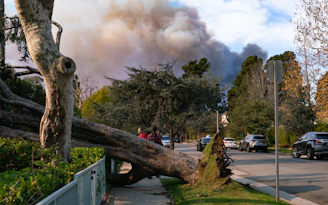 Fallen tree on sidewalk with smoke in background